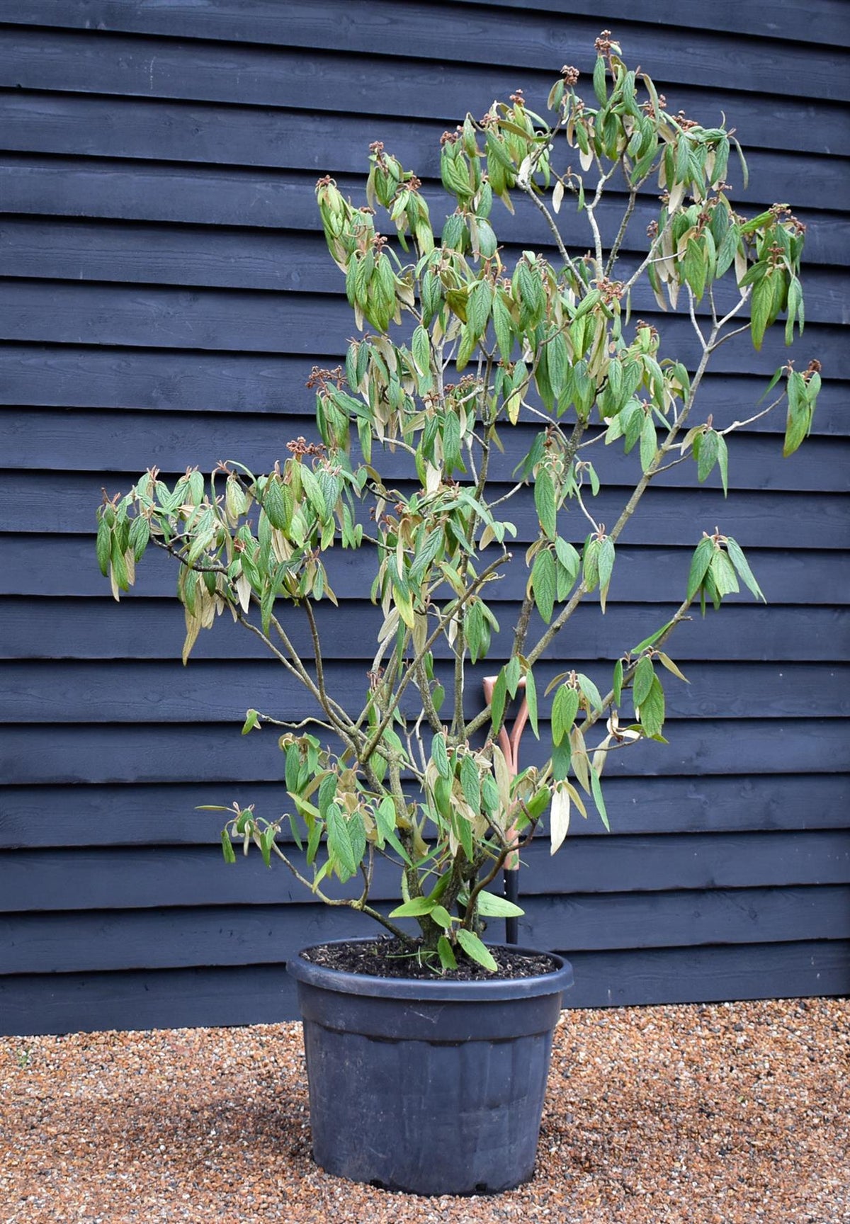 Viburnum rhytidyfilum - Height 180-190cm - 90lt