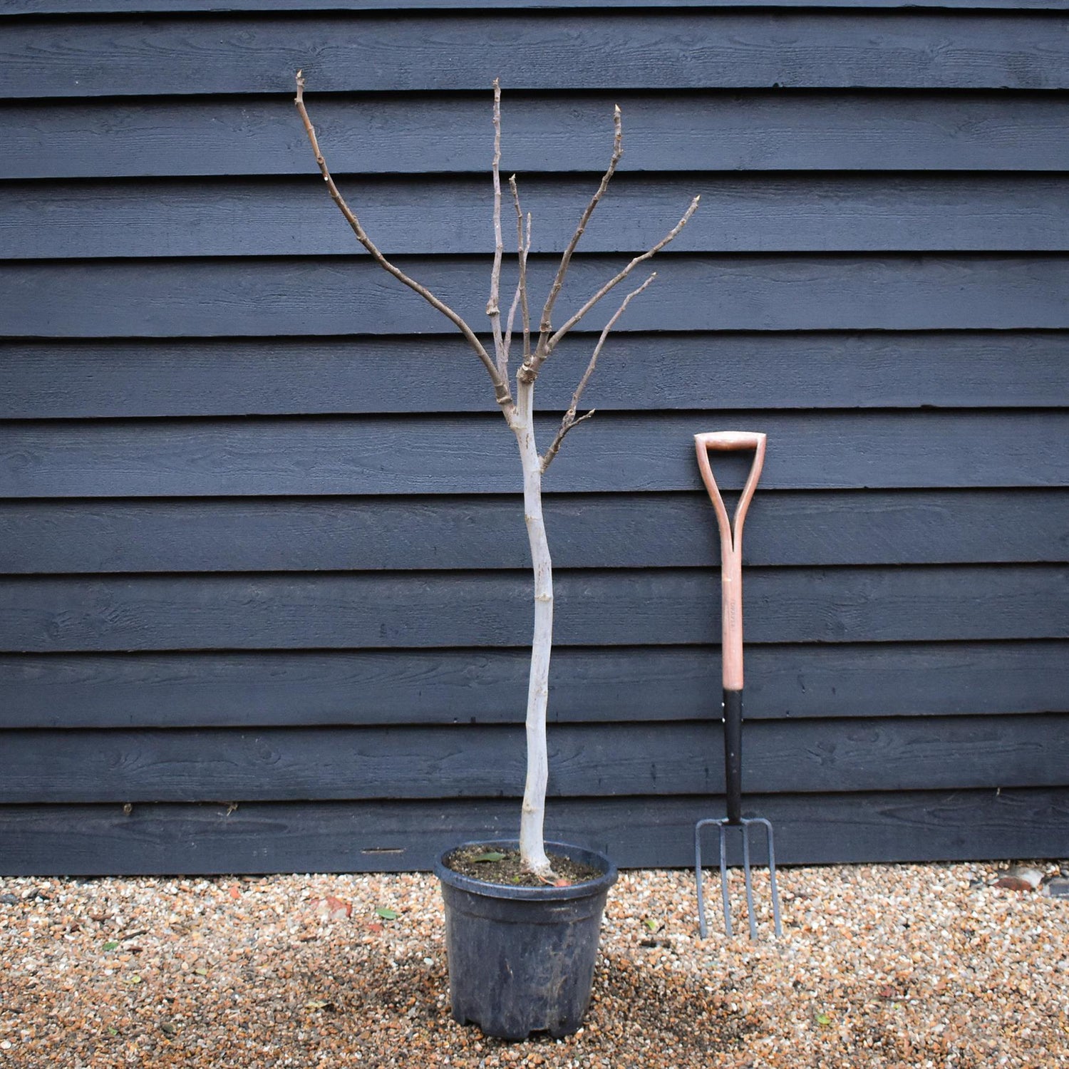 Fig | Ficus carica 'Brown Turkey' - Clear Stem 65-75cm - Height 130-140cm - 15lt