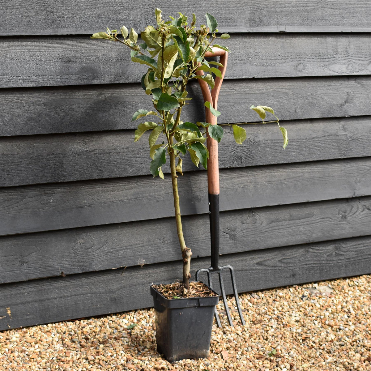 Apple tree 'Granny Smith' | Malus Domestica - Patio Rootstock - Height 80-100cm - 7lt