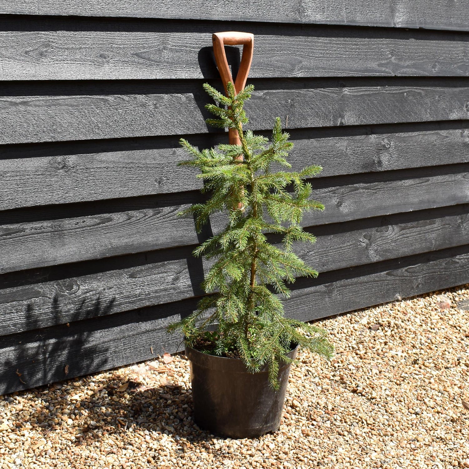 Picea Omorika | Serbian Spruce -  Height 70-90cm - 10lt