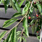 Prunus Subhirtella Pendula Rubra - 200-250cm, 10lt