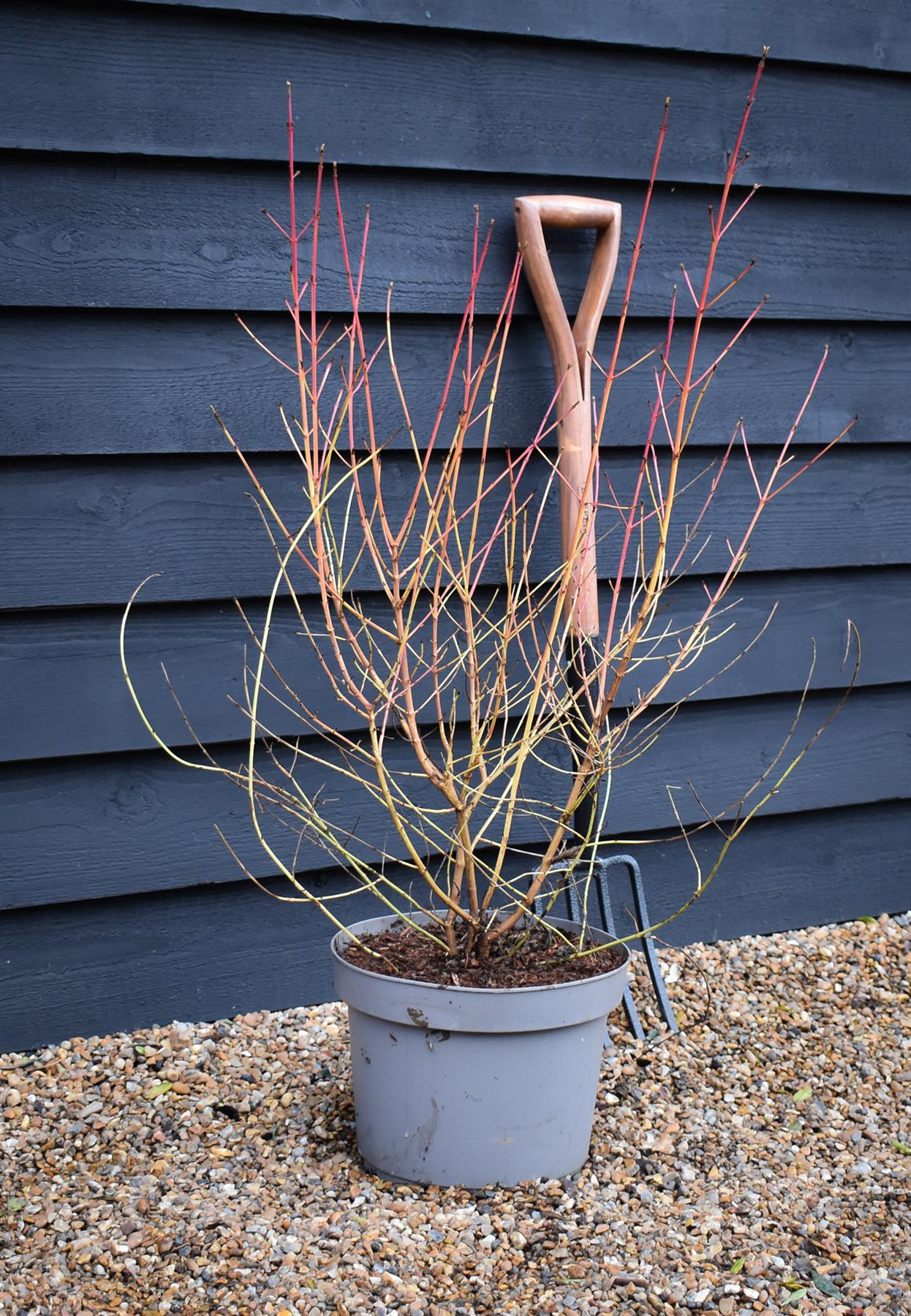 Cornus alba 'Midwinter Fire' | White dogwood 'Midwinter Fire' - Height 80cm - 10lt