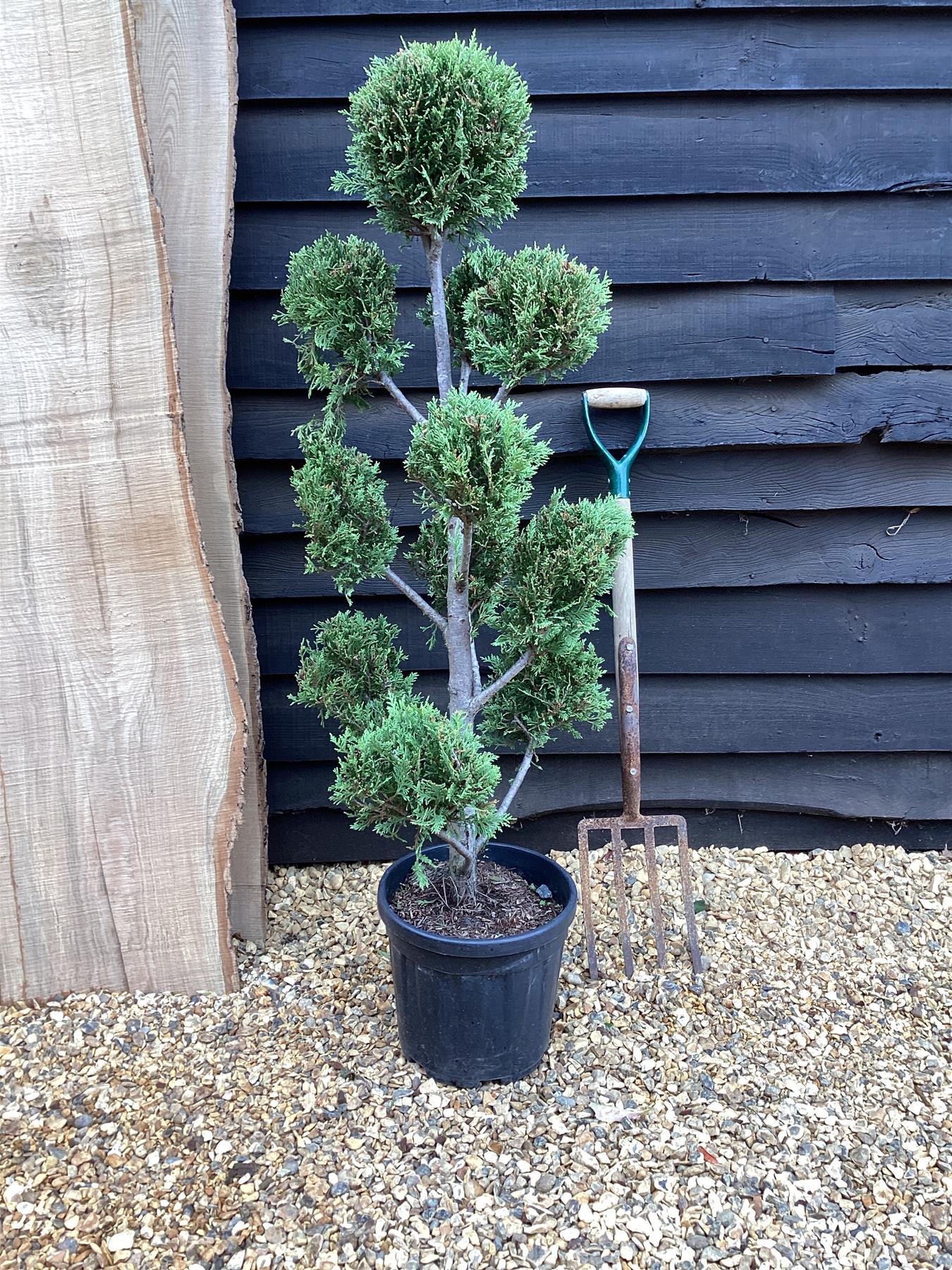 Cupressocyparis 'Castlewellan Gold' - PonPon - 20lt