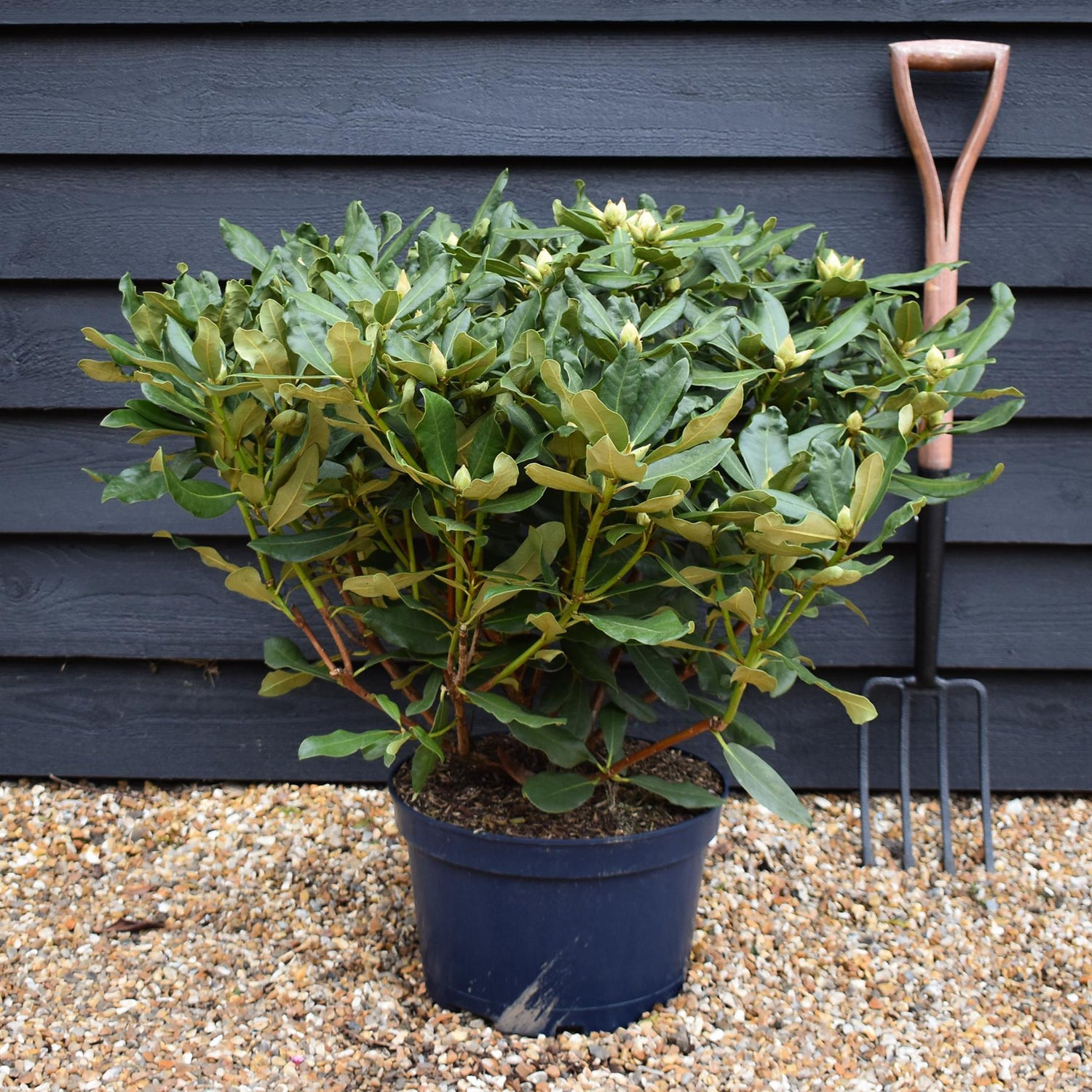 Rhododendron 'Nova Zembla' - Shrub - Height 55-65cm - Width 80-90cm - 15lt