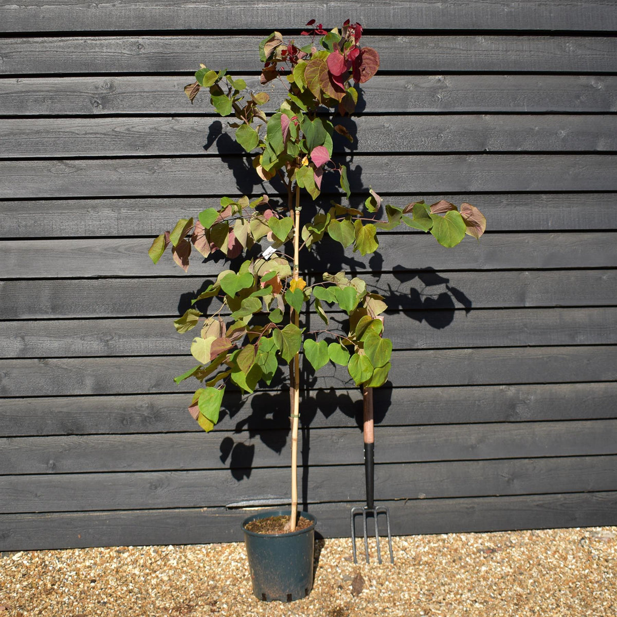 Cercis canadensis 'Hearts A'Fire' - Height 160-180cm - Bushy - 12lt