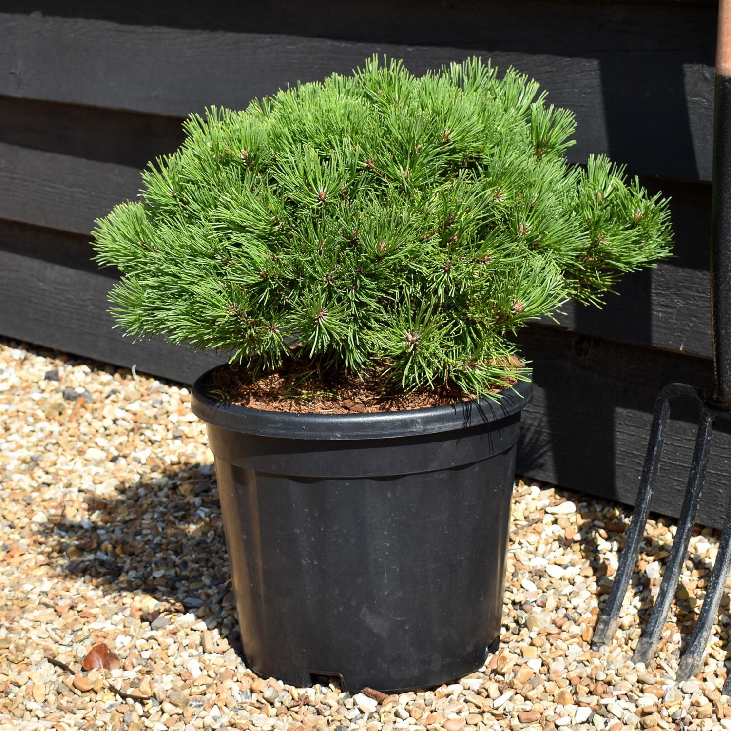 Pinus mugo 'Ophir' - Height 20-30cm Width 30-40cm - 12lt