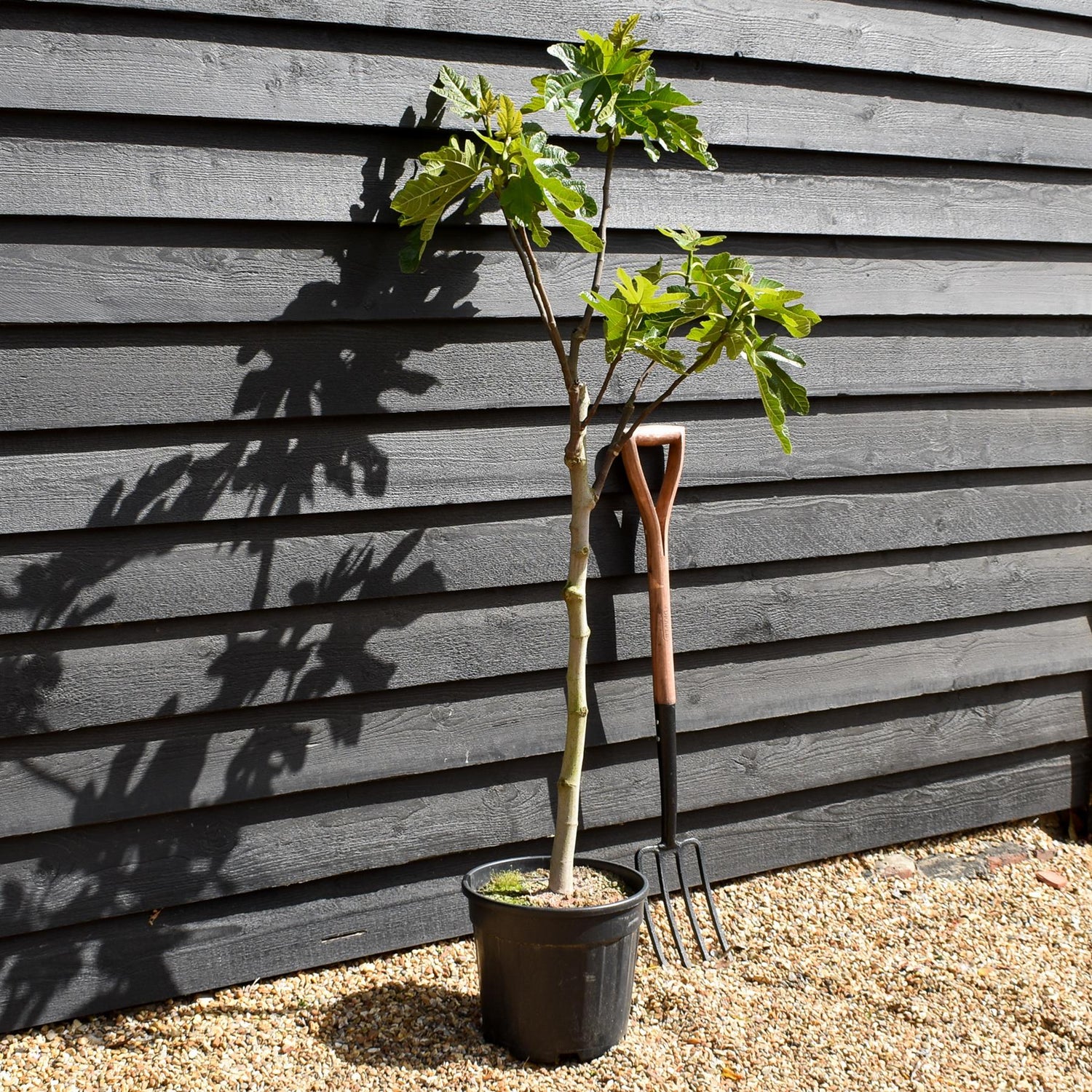 Fig | Ficus carica 'Brown Turkey' - Clear Stem 65-75cm - Height 130-140cm - 15lt
