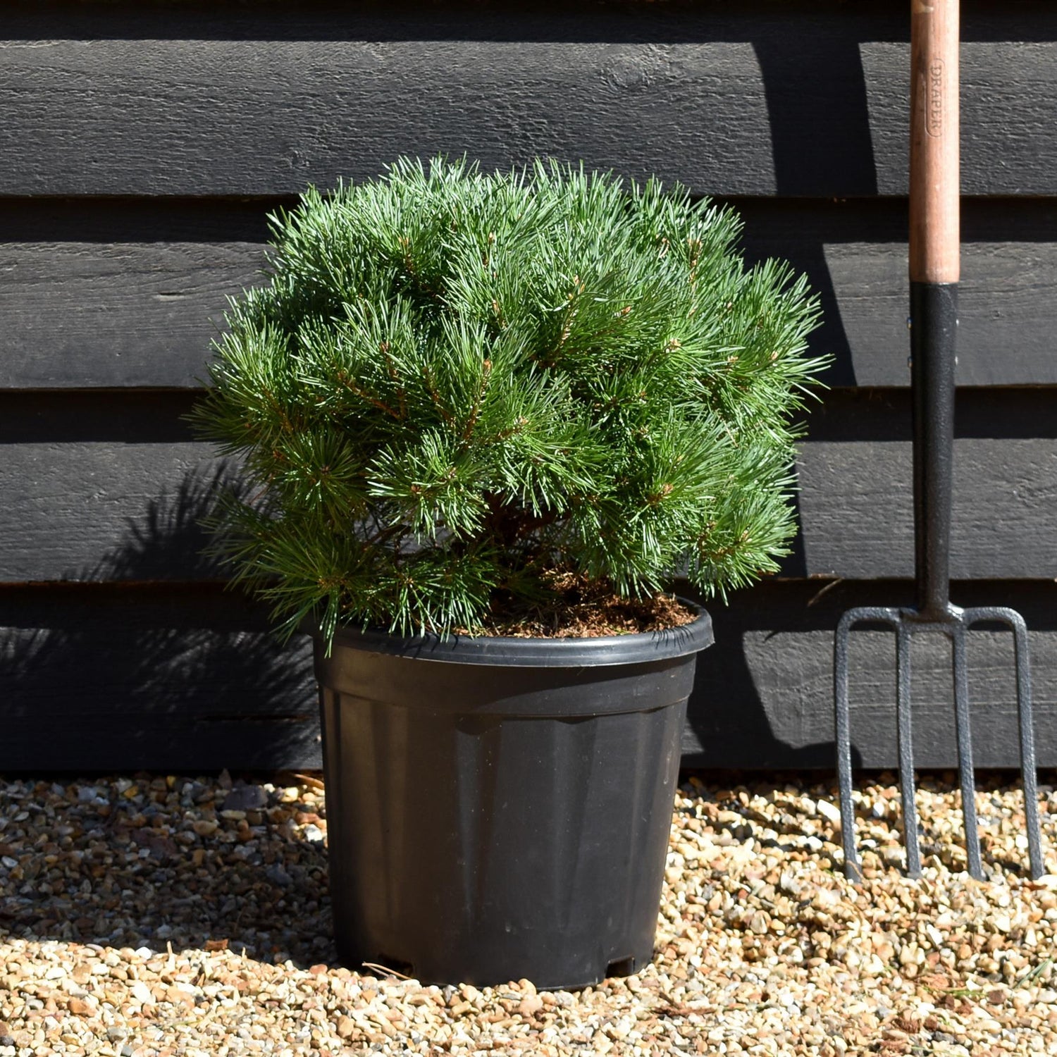 Pinus sylvestris 'Sandringham' | Sandringham Scots Pine - Height 30-40cm - 15lt
