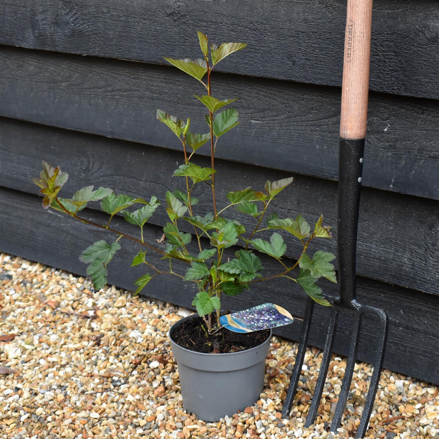 Physocarpus opulifolius 'Diablo' - Shrub - Height 15-25cm - 2lt