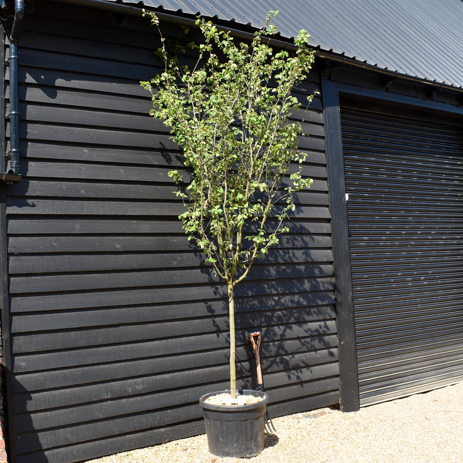 Cydonia oblonga | Common Quince Half Standard - Clear Stem 100cm - Girth 10-12cm - Height 320-350cm - 90lt