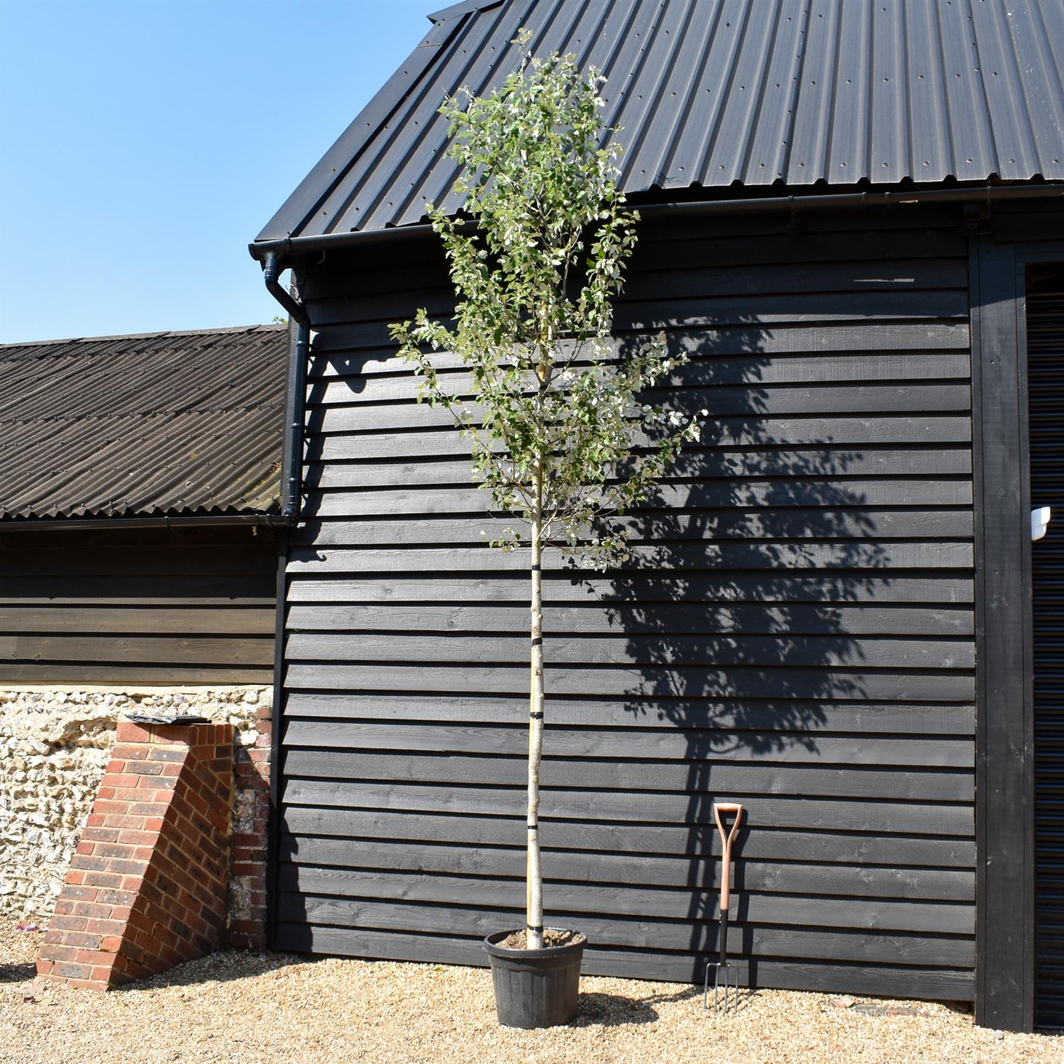 Populus alba | White Poplar Tree - Standard - Clear stem 160-170cm - Height 370-400cm - 45lt