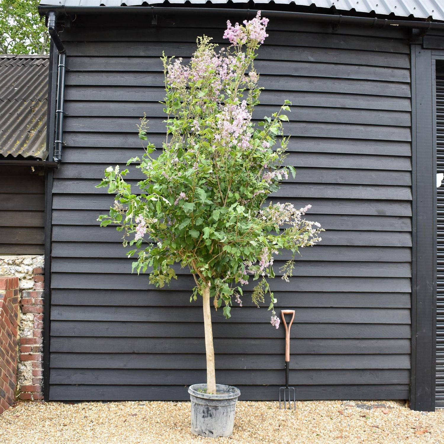 Syringa Vulgaris | Lilac Flowers - Shrub -Half Standard - Clear Stem 90cm - Height 300-310cm - 45lt