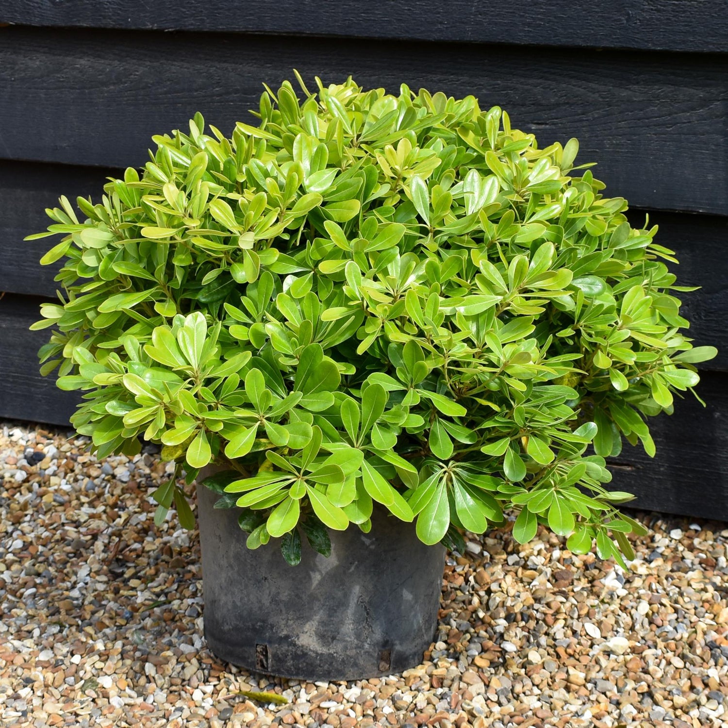 Pittosporum tobira | Austrian laurel -  Height 20-40cm - 10lt