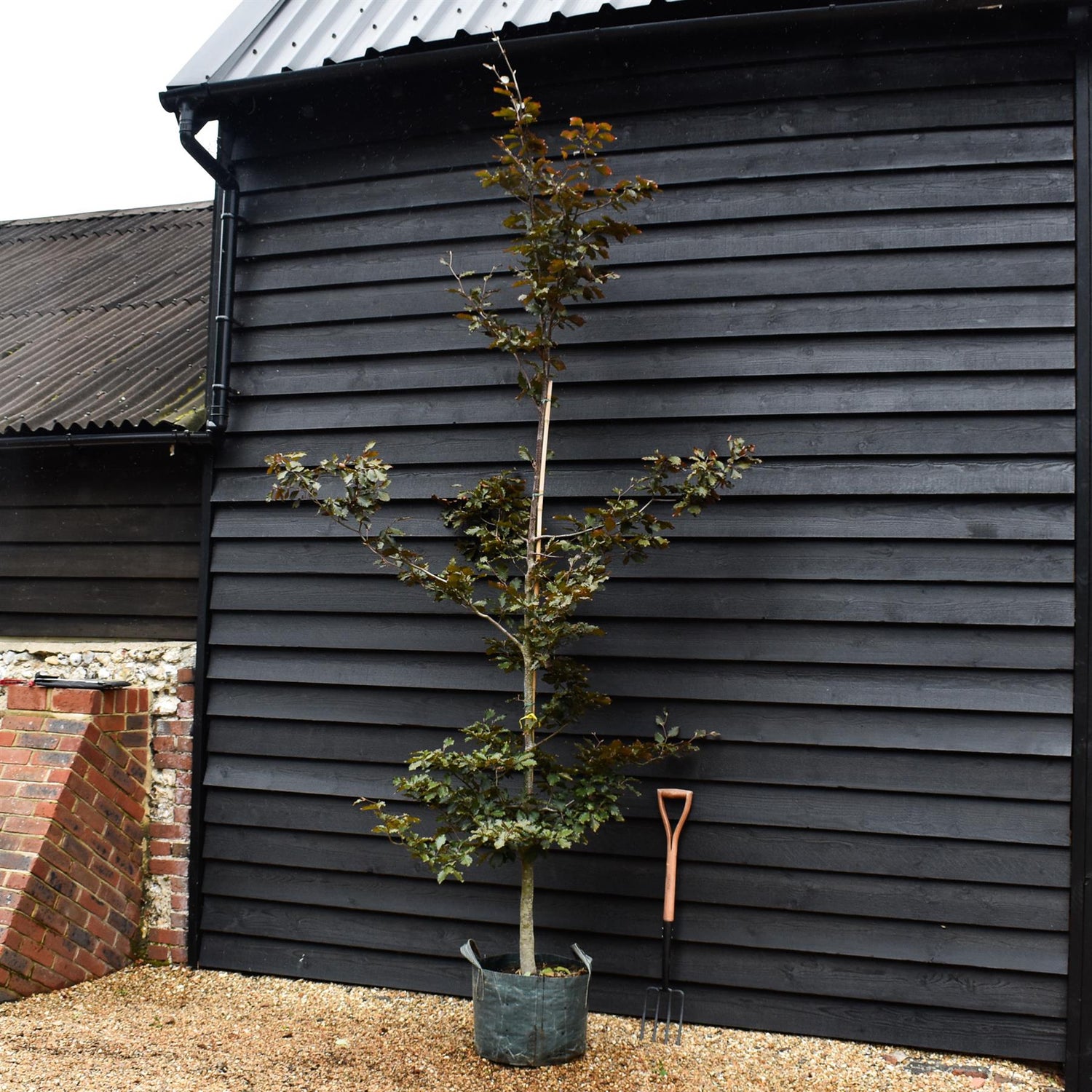Fagus Sylvatica| Fagus sylvatica purpurea - Feathered - Height - 270-290cm -45lt