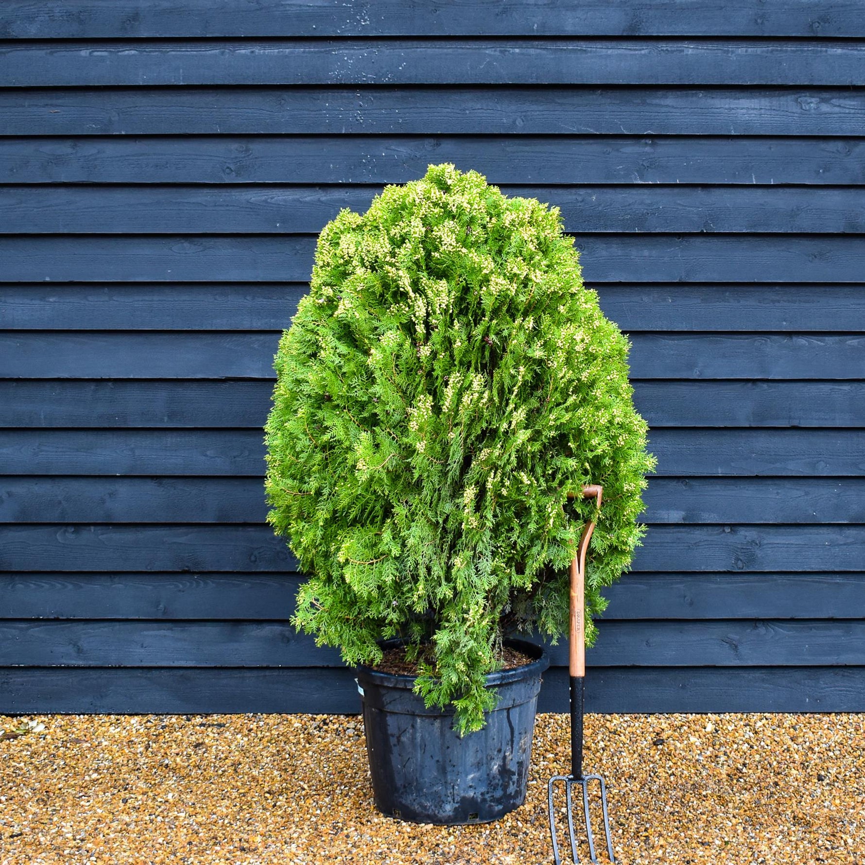 thuja aurea nana plant Thuja orientalis 'Aurea Nana' - Big and Bushy - Height 120-150cm