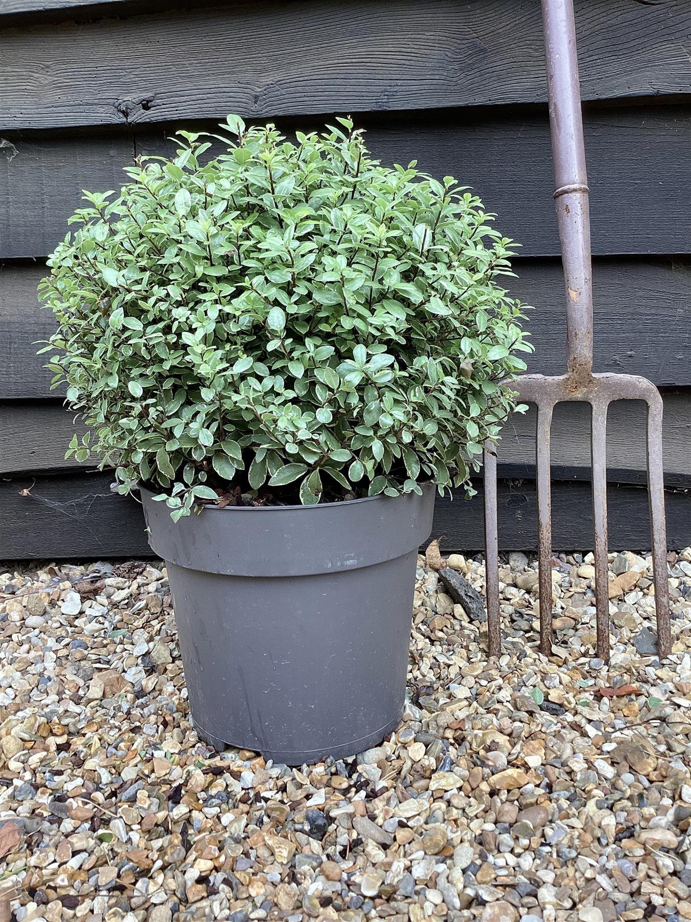Pittosporum tenuifolium 'Silver Ball' - 30cm - 10lt
