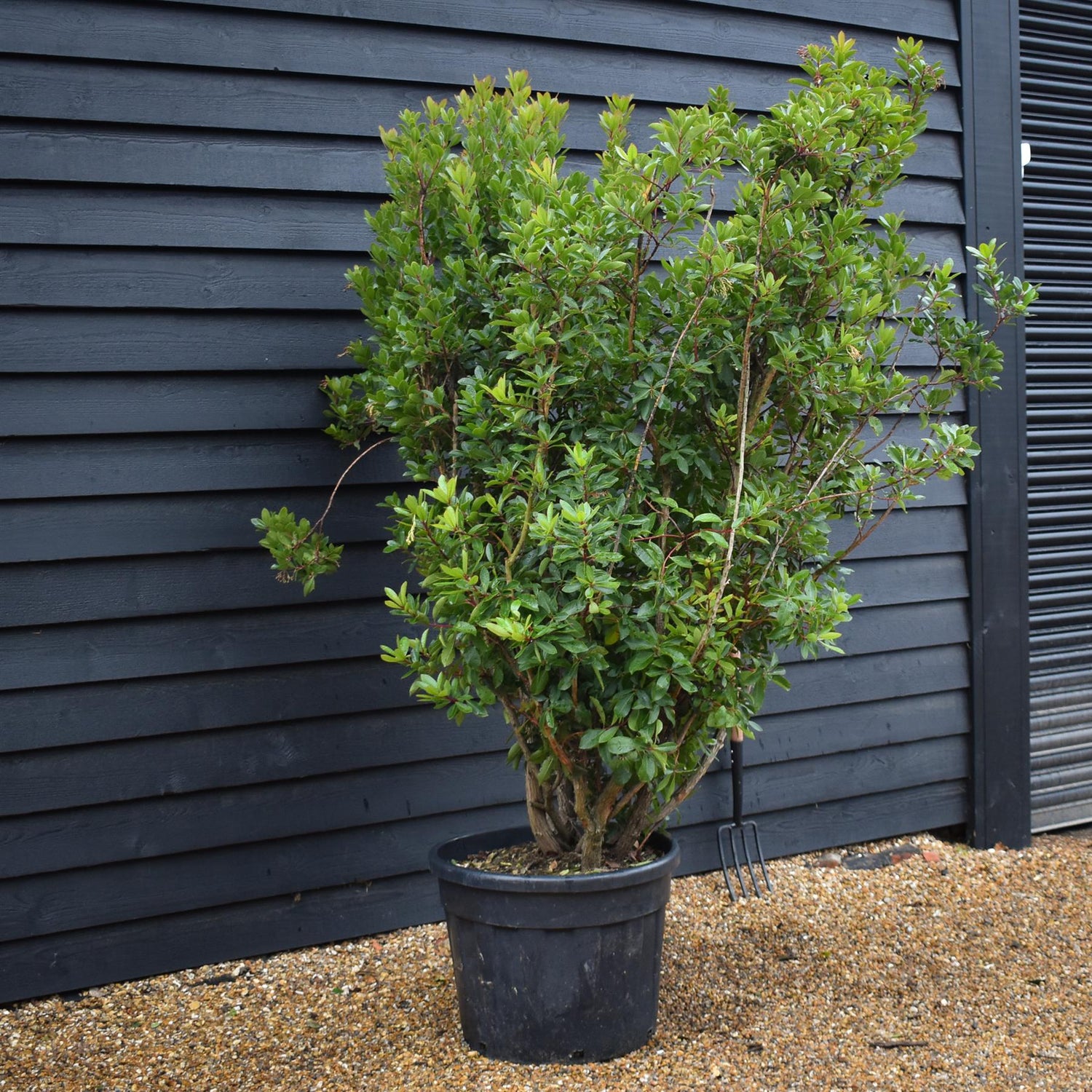 Strawberry Tree Shurb | Arbutus unedo -Bush - Height 180-190cm - 90lt