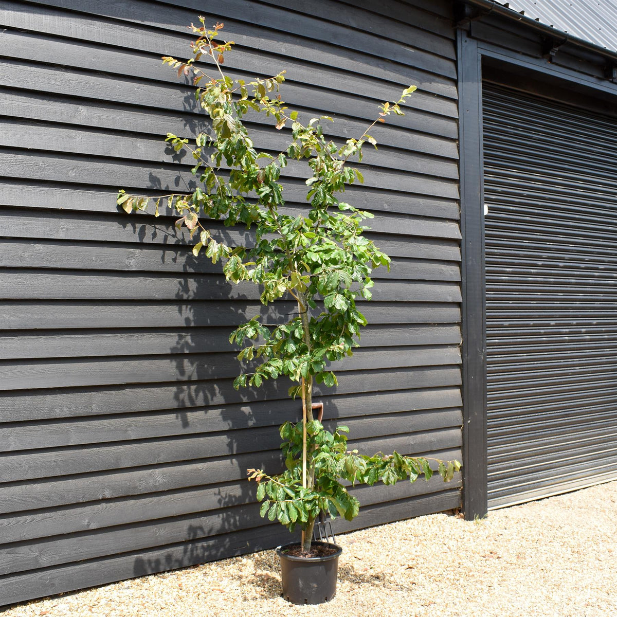 Iron Tree  | Parrotia persica -  Tree - Height 200-220cm - 20lt