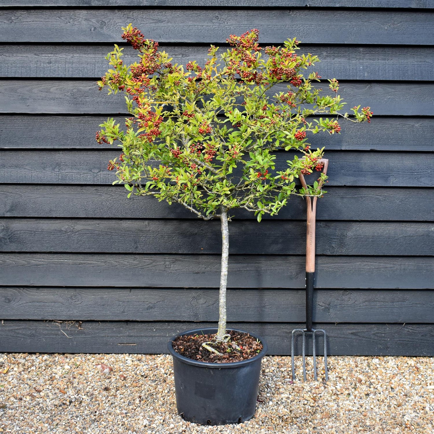 Pyracantha Mohave - 60-90cm, 20lt
