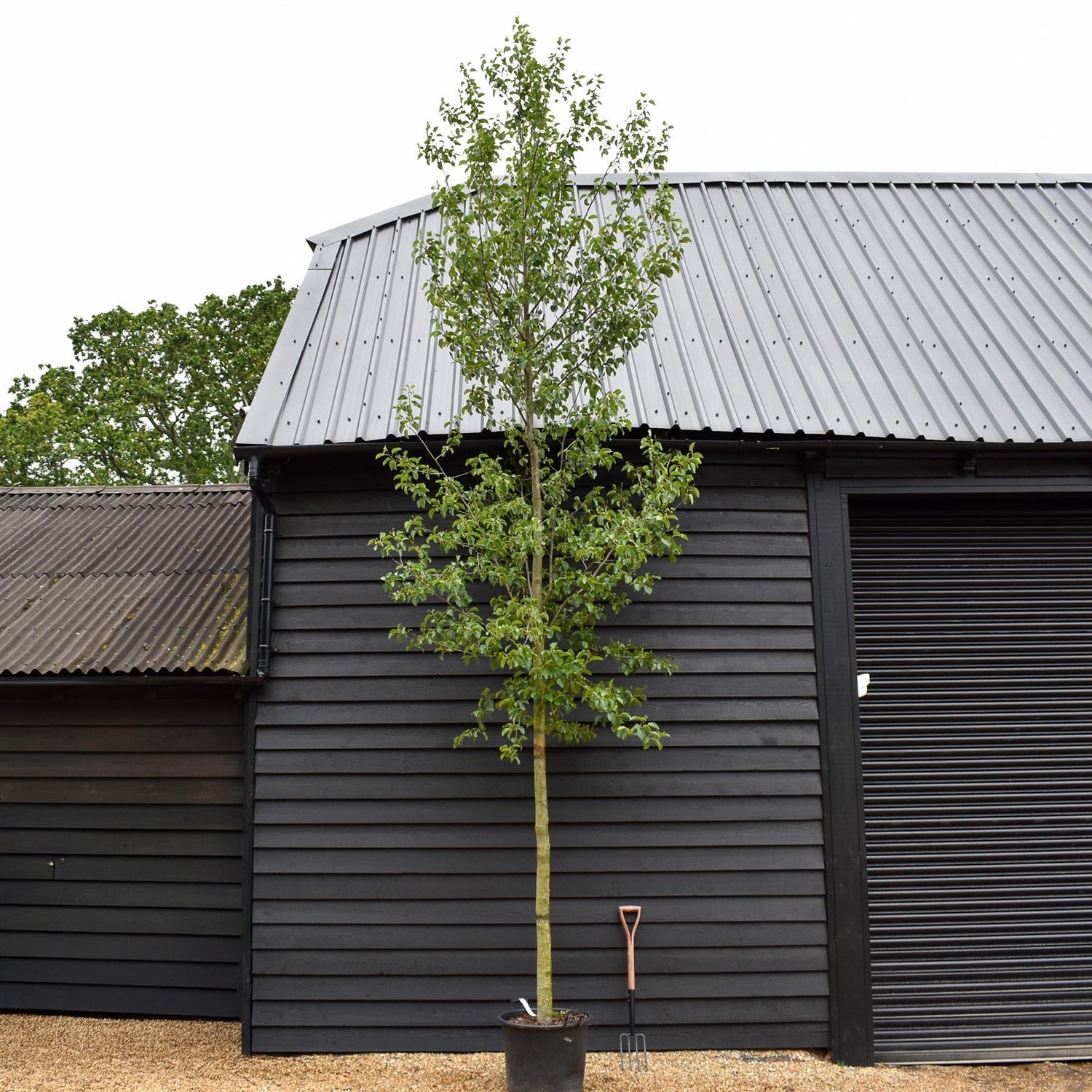 Alnus Cordata - Alder tree - Clear Stem - Standard - Girth 10-12cm - Height 480-530cm - 70lt