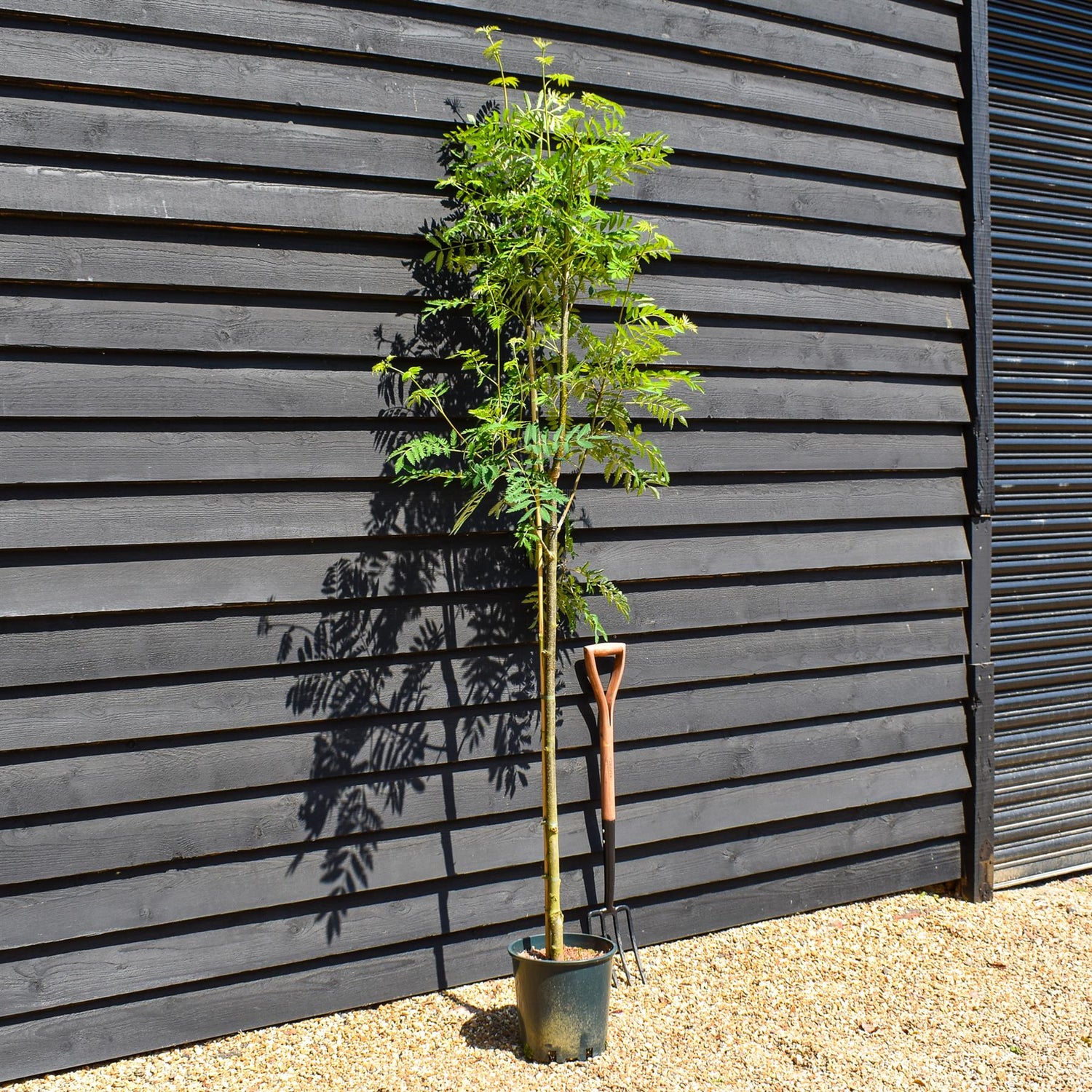 Sorbus aucuparia Asplenifolia | Rowan | Mountain Ash - Height 180-200cm - 12lt