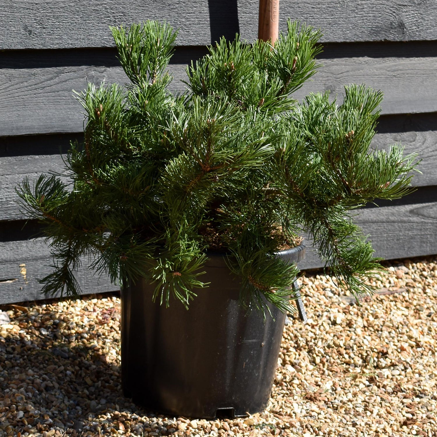 Pinus mugo 'Krauskopf' | Dwarf mountain pine - Height 30-40cm - Width 50cm - 18lt