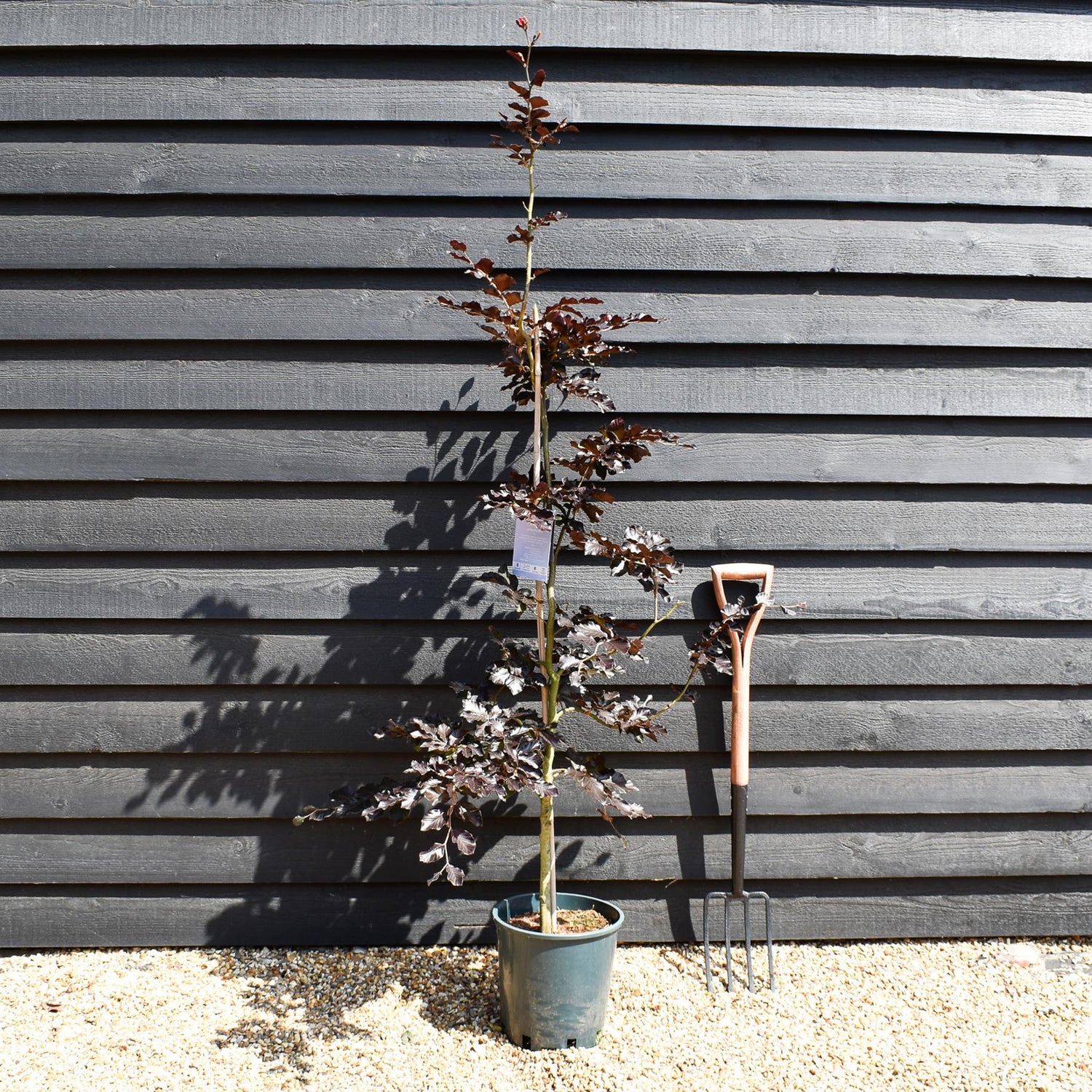Fagus Sylvatica Purpurea | Copper Beech - Height 110-130cm - 12lt