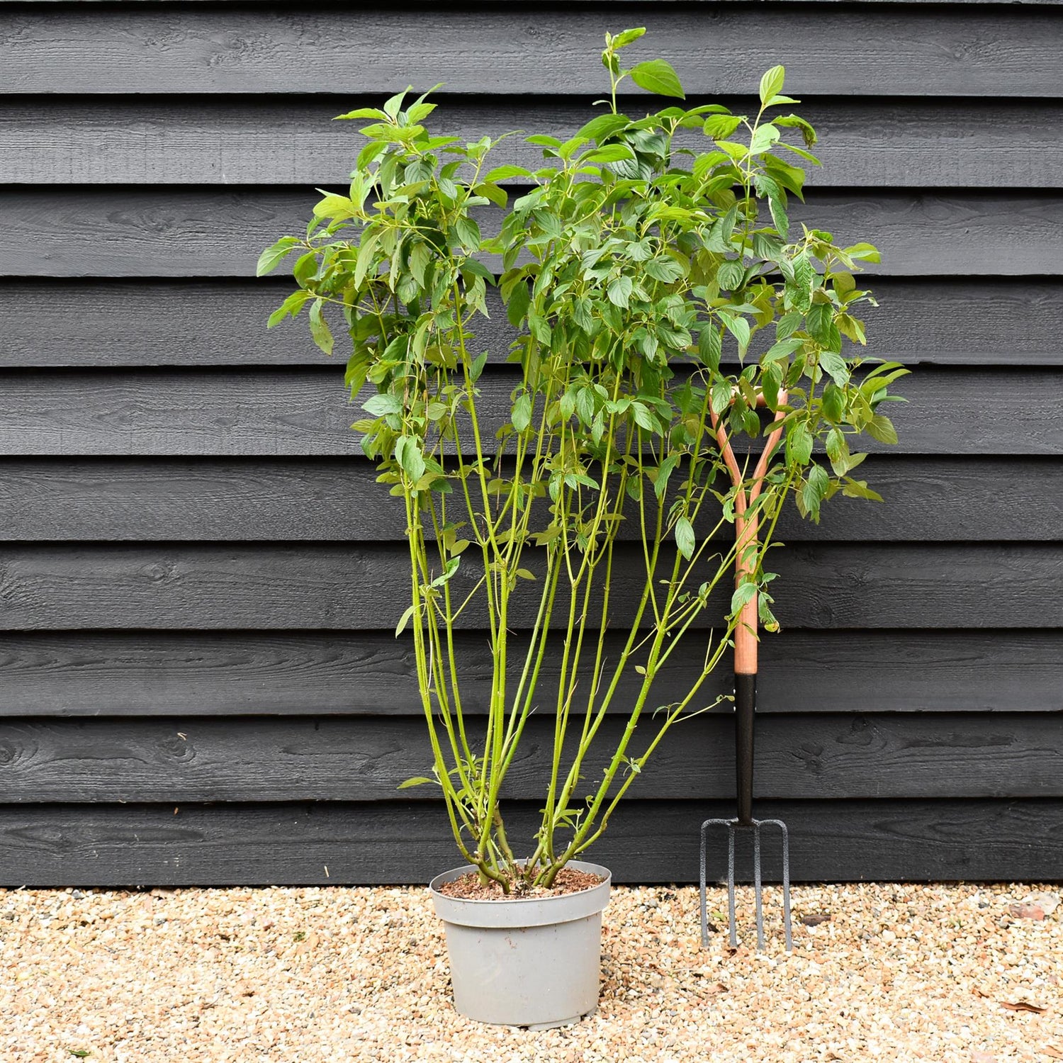 Cornus sericea 'Flaviramea' | Golden-twig dogwood- Height 110-120cm - 10lt
