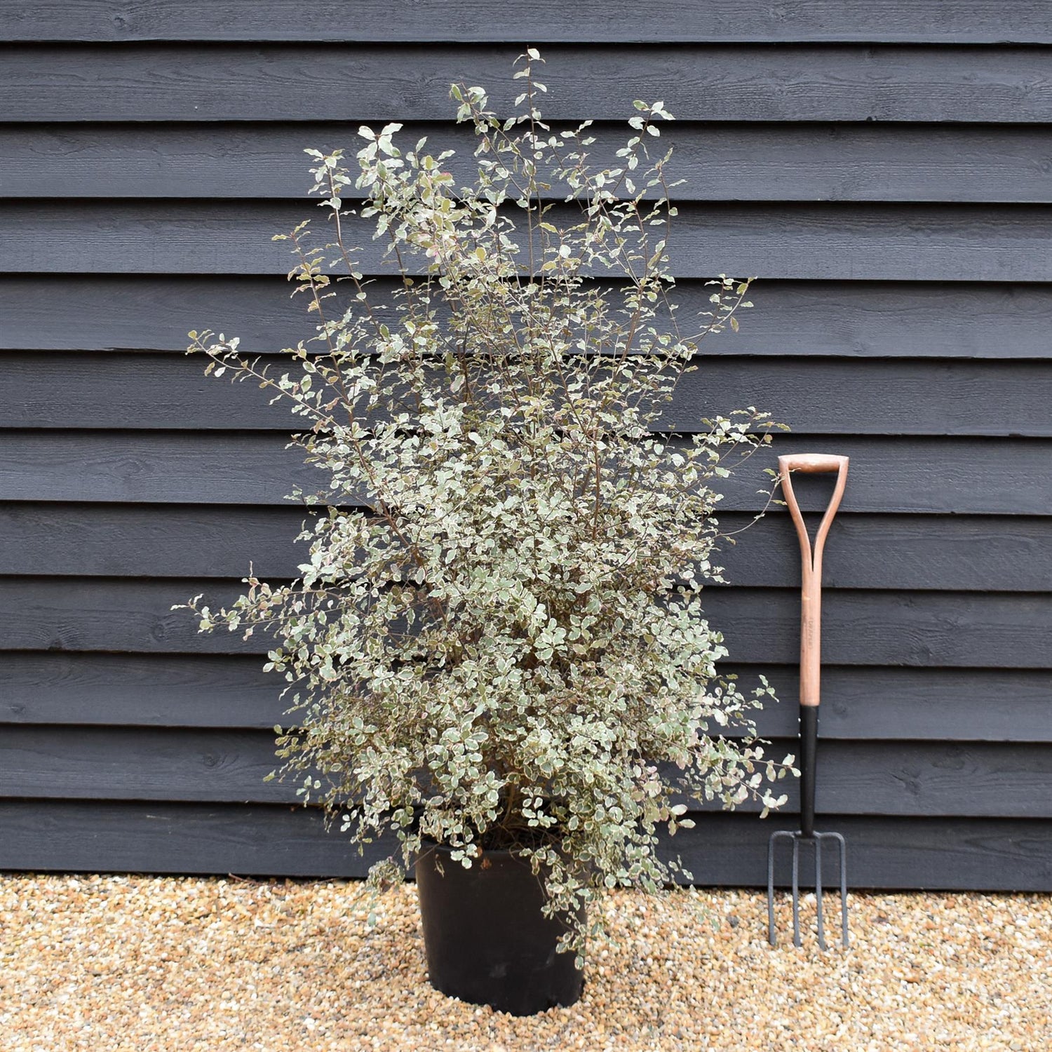 Pittosporum tenuifolium 'Victoria' - Shrub - Height 160-180cm - 25lt