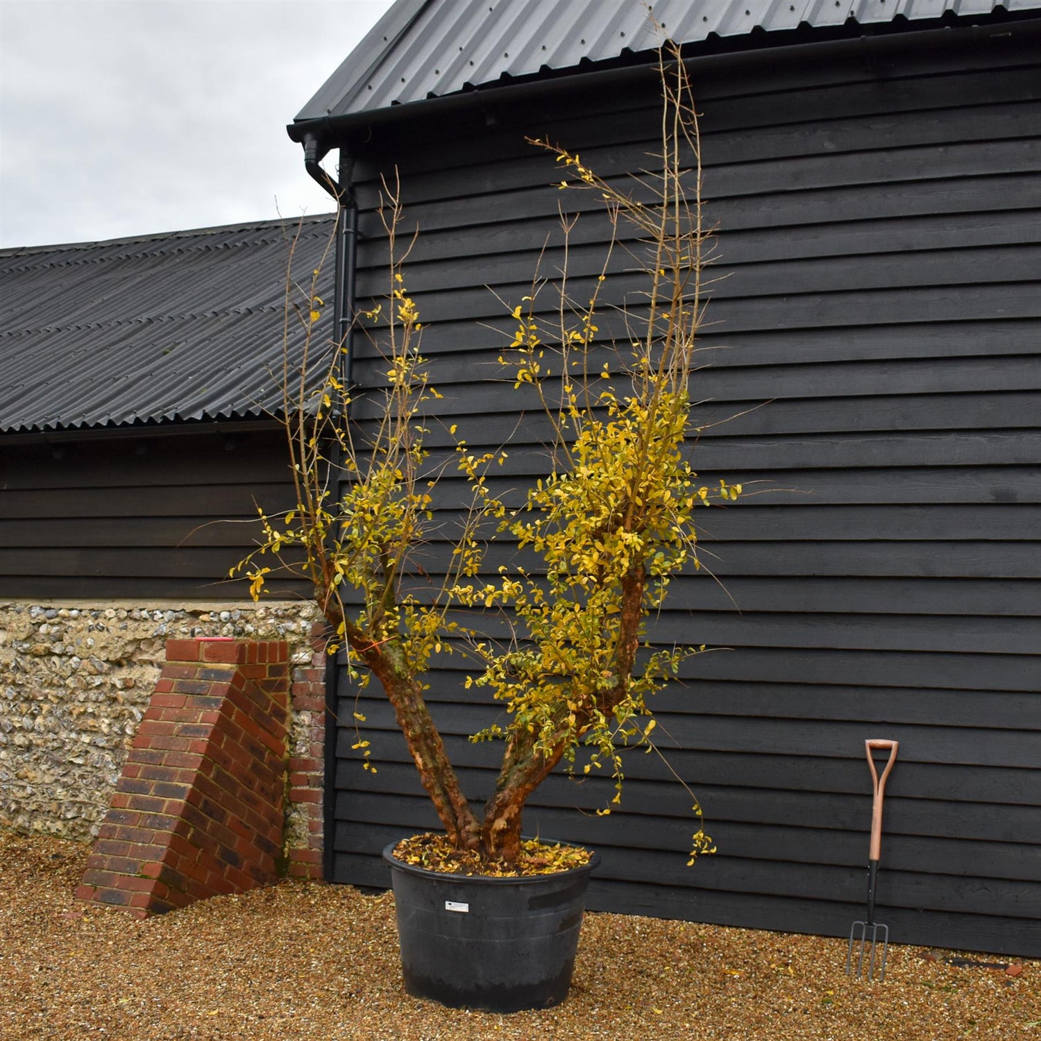 Pomegranate | Punica granatum - Mature Specimen 10A - 3 Branches - Height 240-250cm - 230lt