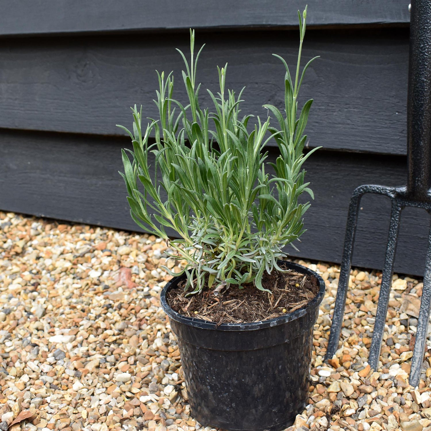 Lavandula x intermedia Exceptional - 10-30cm, 2lt