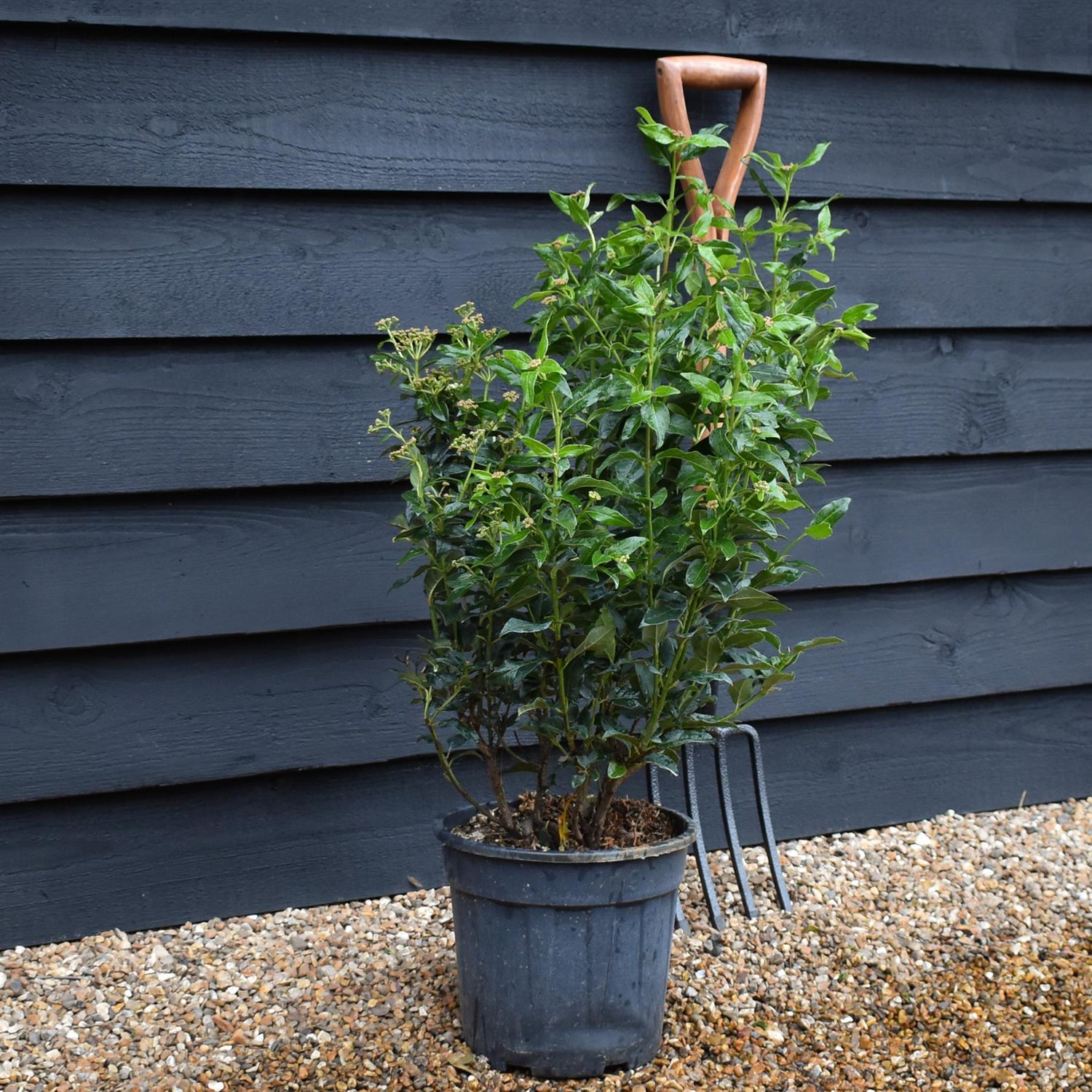 Viburnum tinus Spirit - Bush - Height 50-70cm - 9lt