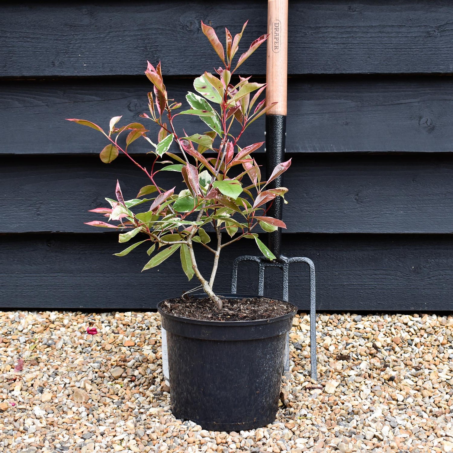Photinia x fraseri Little Fenna - 2lt