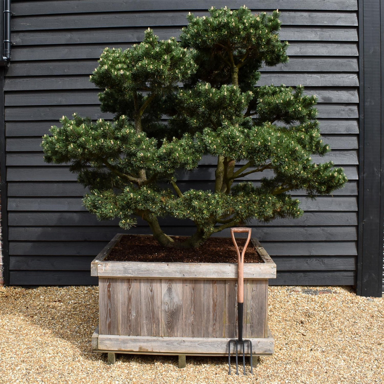 Pinus mugo 'Gnom' - Height 100cm - Width 90-100cm - 65lt