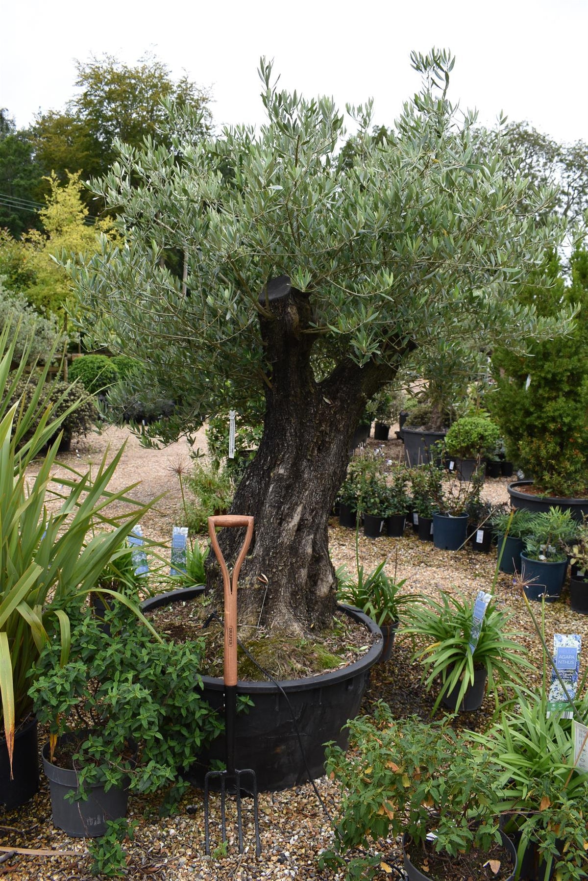 Orendel Tree Olive Tree | Olea Europea - Mature - Gnarly Trunk - Girth 107cm Height ...
