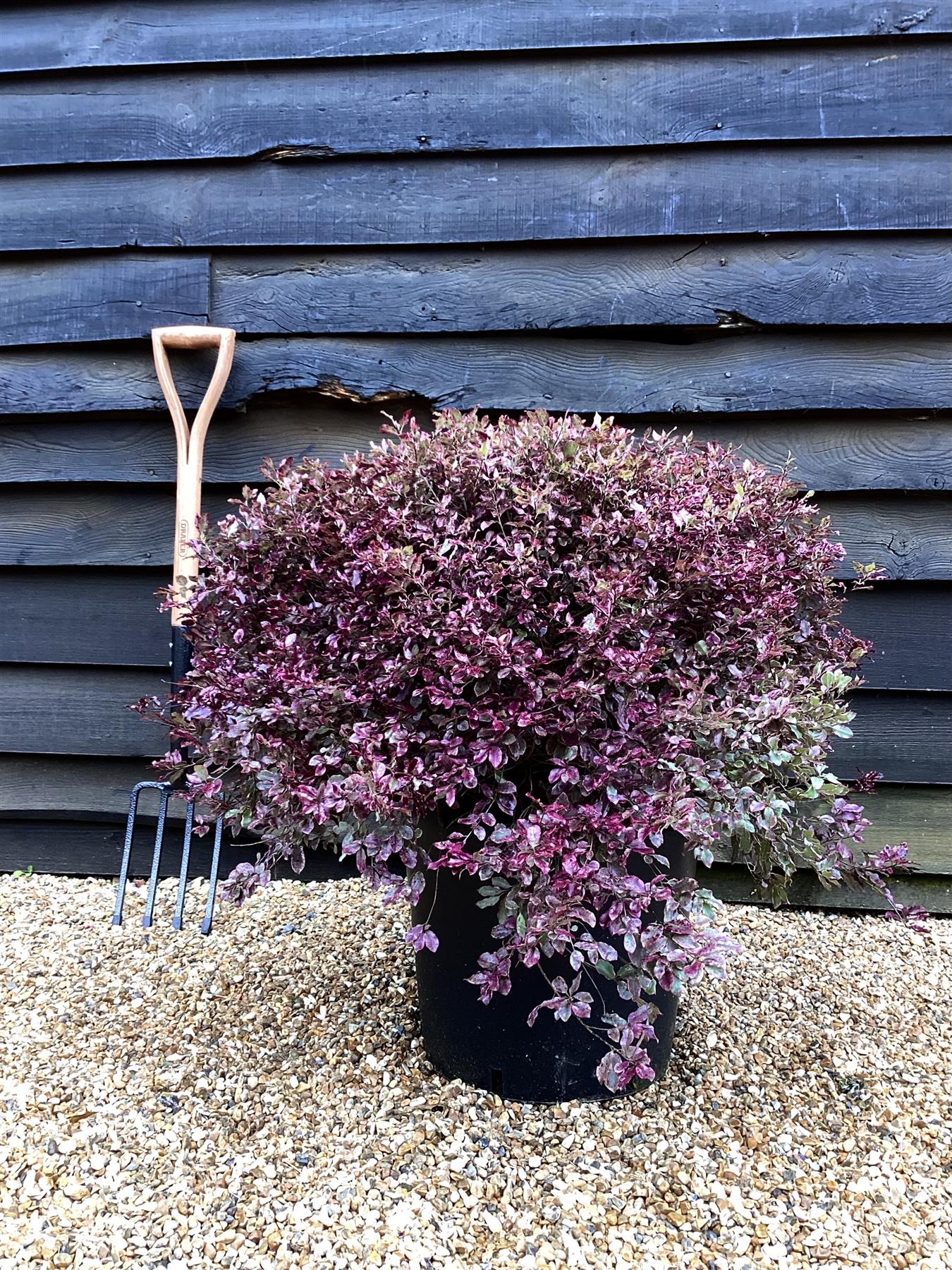 Pittosporum tenuifolium Bannow Bay - Height 40-60cm - Width 70-90cm - 30lt