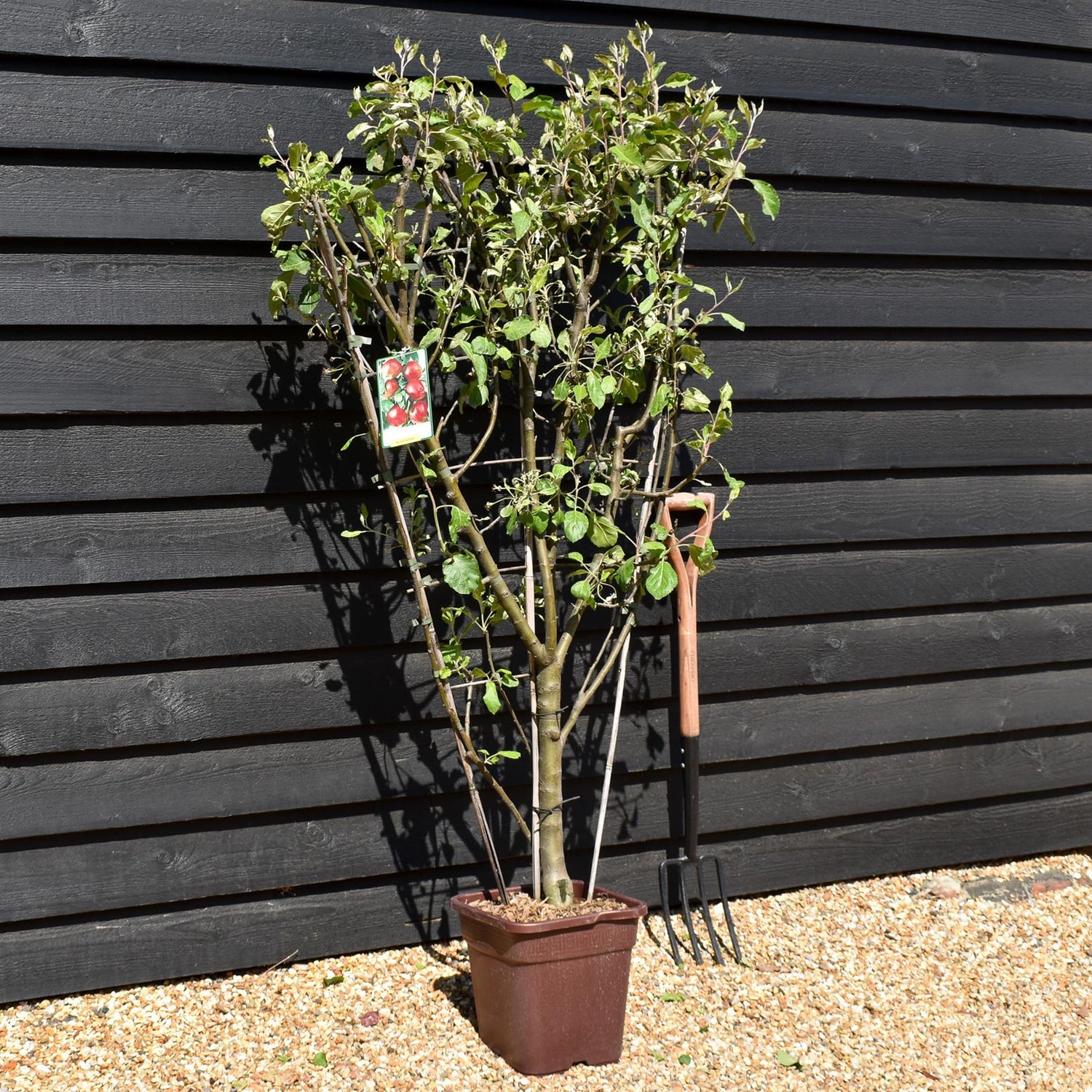 Malus Communis -  'Beleza de Roma' - Apple Tree - Espalier - Height 140-150cm - 15lt