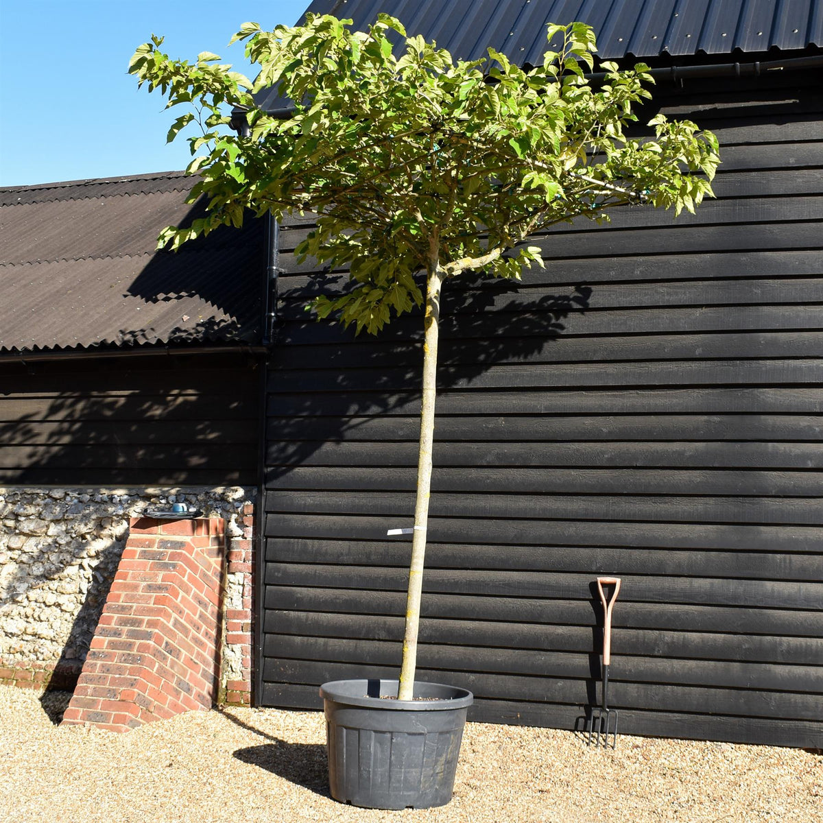 Morus Alba | White Mulberry - Pleached Parasol - Girth 16-18cm - Height 230cm  - 150lt