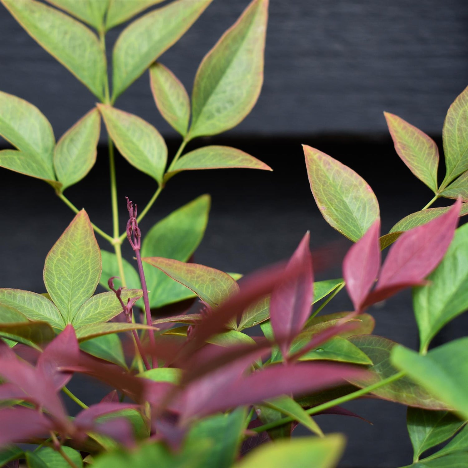 Nandina domestica Obsessed - Height 15-25cm - Bushy - 2lt