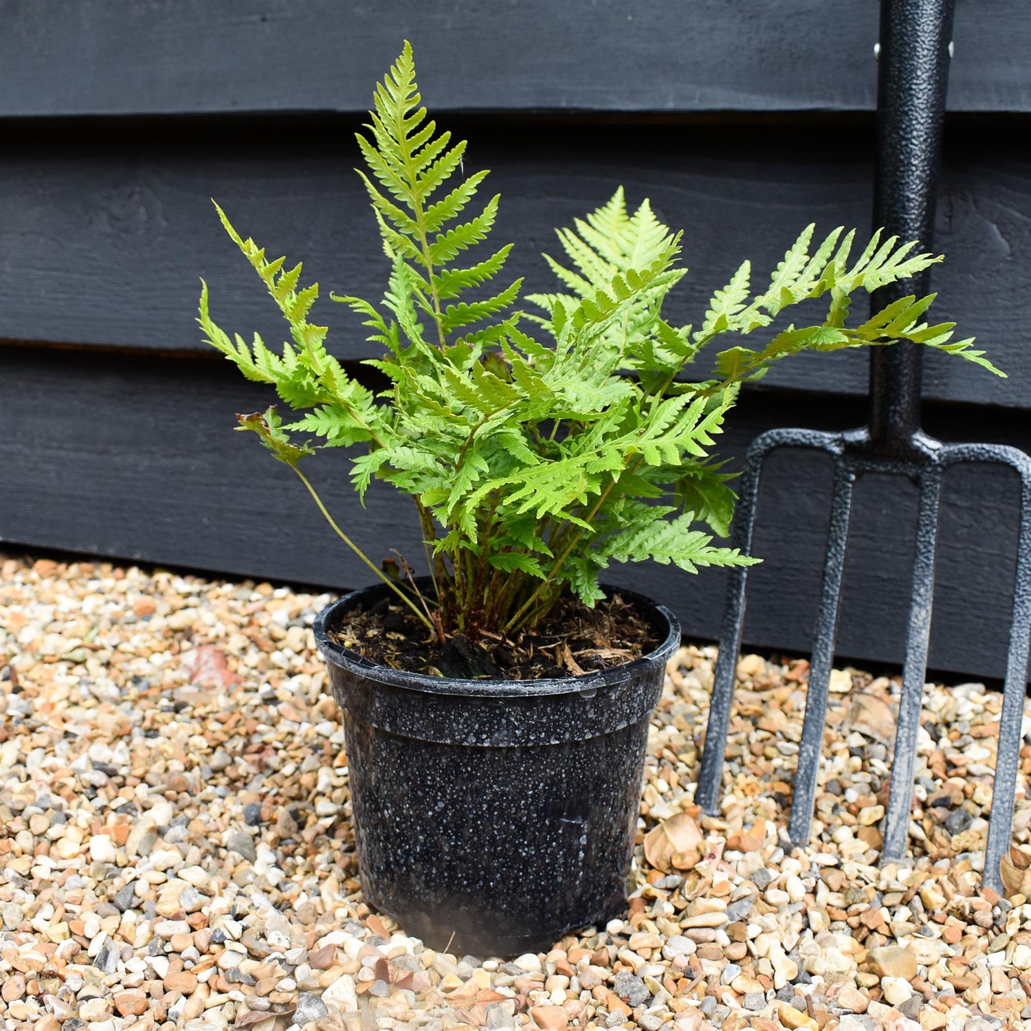 Woodwardia fimbriata - Fern - Herbaceous - Height 20-30cm - 2lt