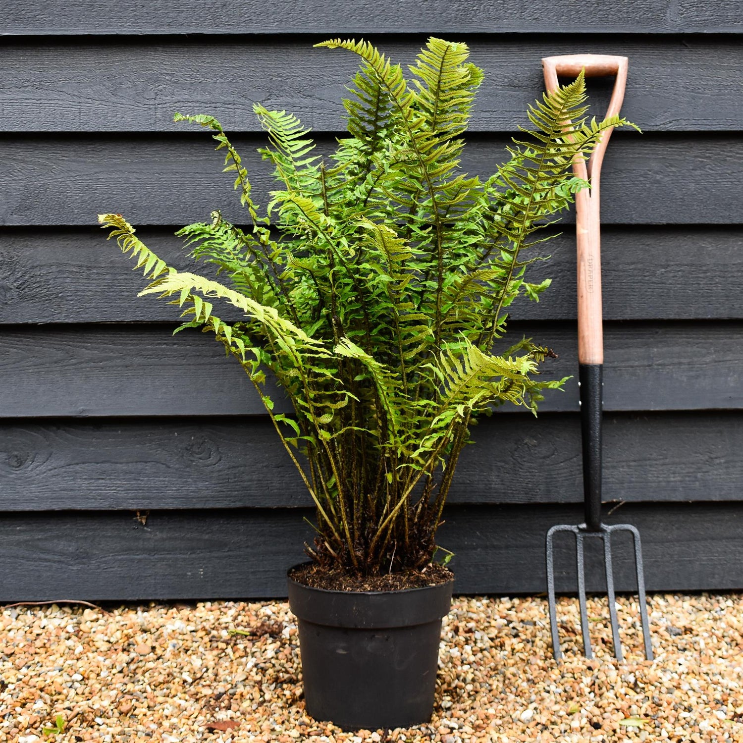 Dryopteris atrata | Black Fern - Ferns - Perennial 7lt