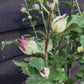 Hibiscus Tree 1/2 std | Rose of Sharon, Clear Stem - 150-160cm, 15lt