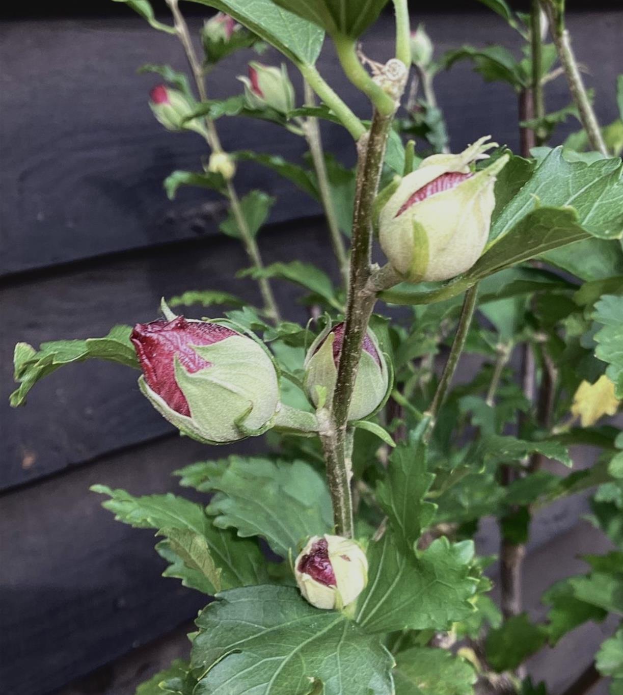 Hibiscus Tree 1/2 std | Rose of Sharon, Clear Stem - 150-160cm, 15lt