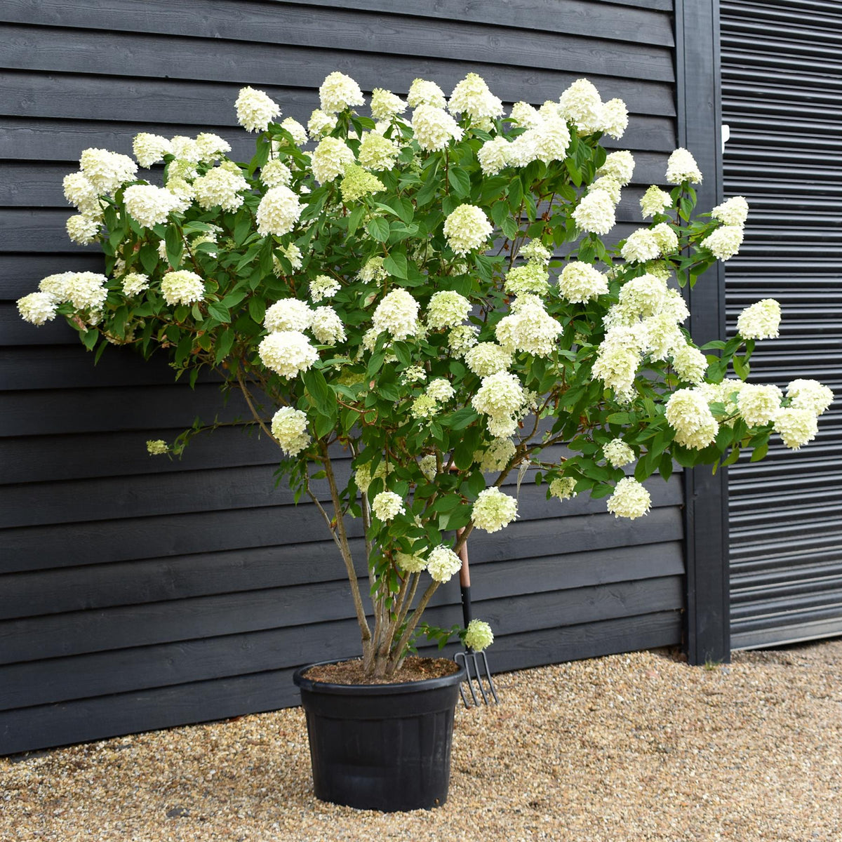 Hydrangea paniculata 'Limelight' - Large Shrub - Height 180-170cm - 70lt
