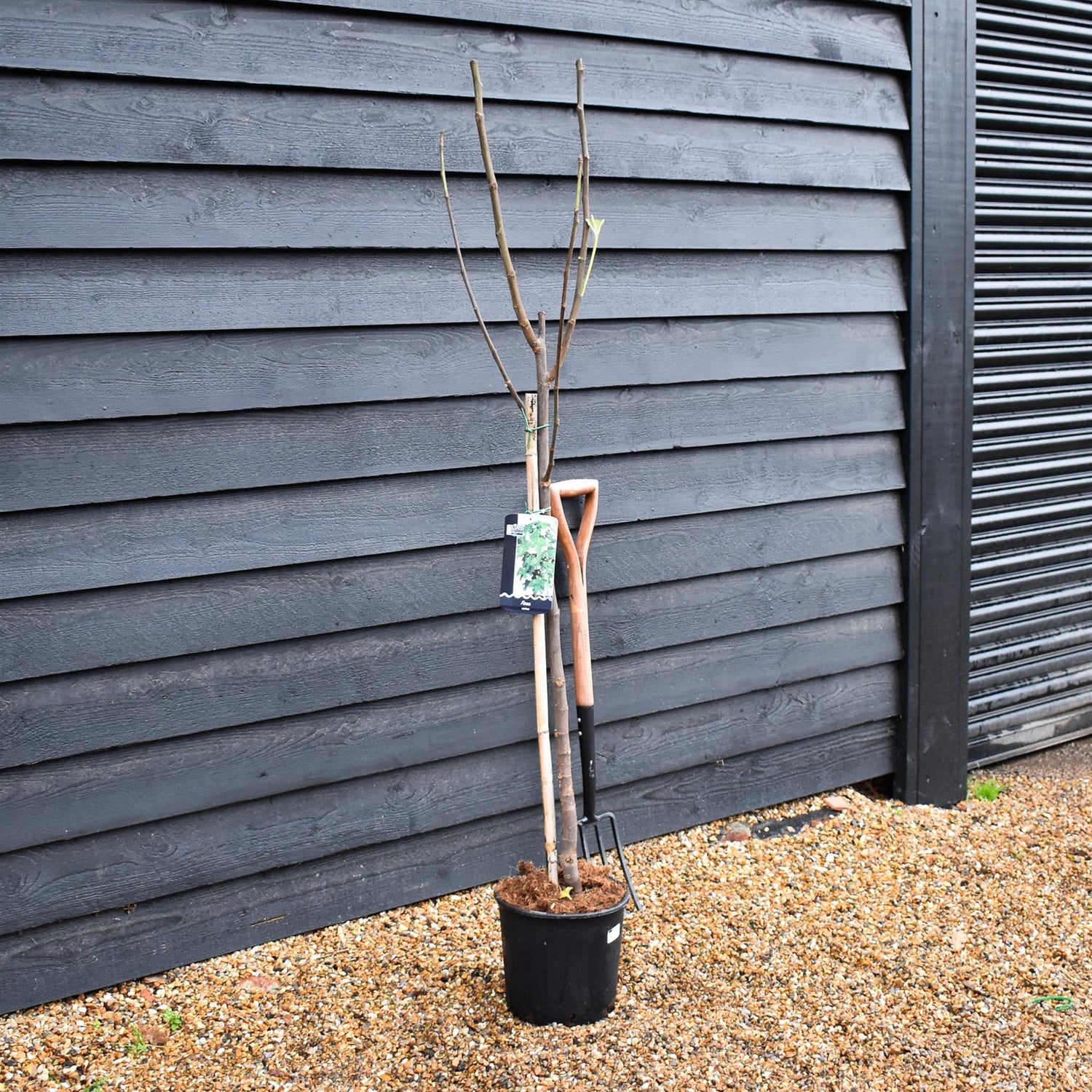 Fig - Ficus carica 'Ronde de Bordeaux' - Clear Stem 80-90cm - Height 160-170cm - 10lt