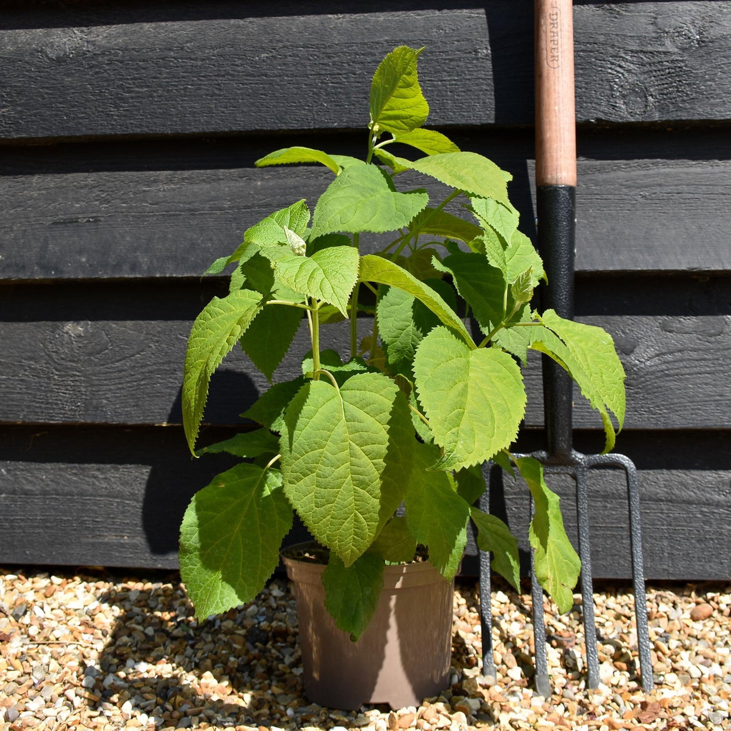 Hydrangea arborescens 'Annabelle' - 30/40cm, 3lt