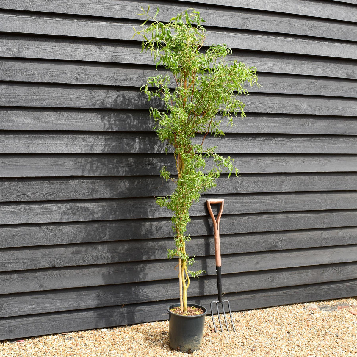 Salix x sepulcralis 'Erythroflexuosa' | Twisted Willow -  Tree - Height 150-200cm - 20lt