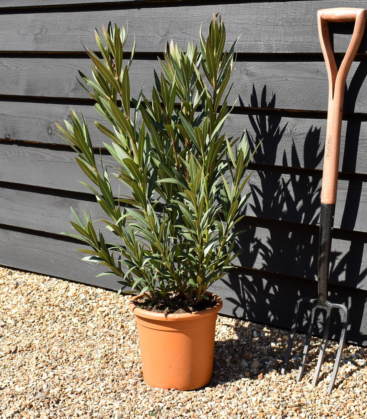 Nerium oleander - Dark Pink - 80cm - 7lt
