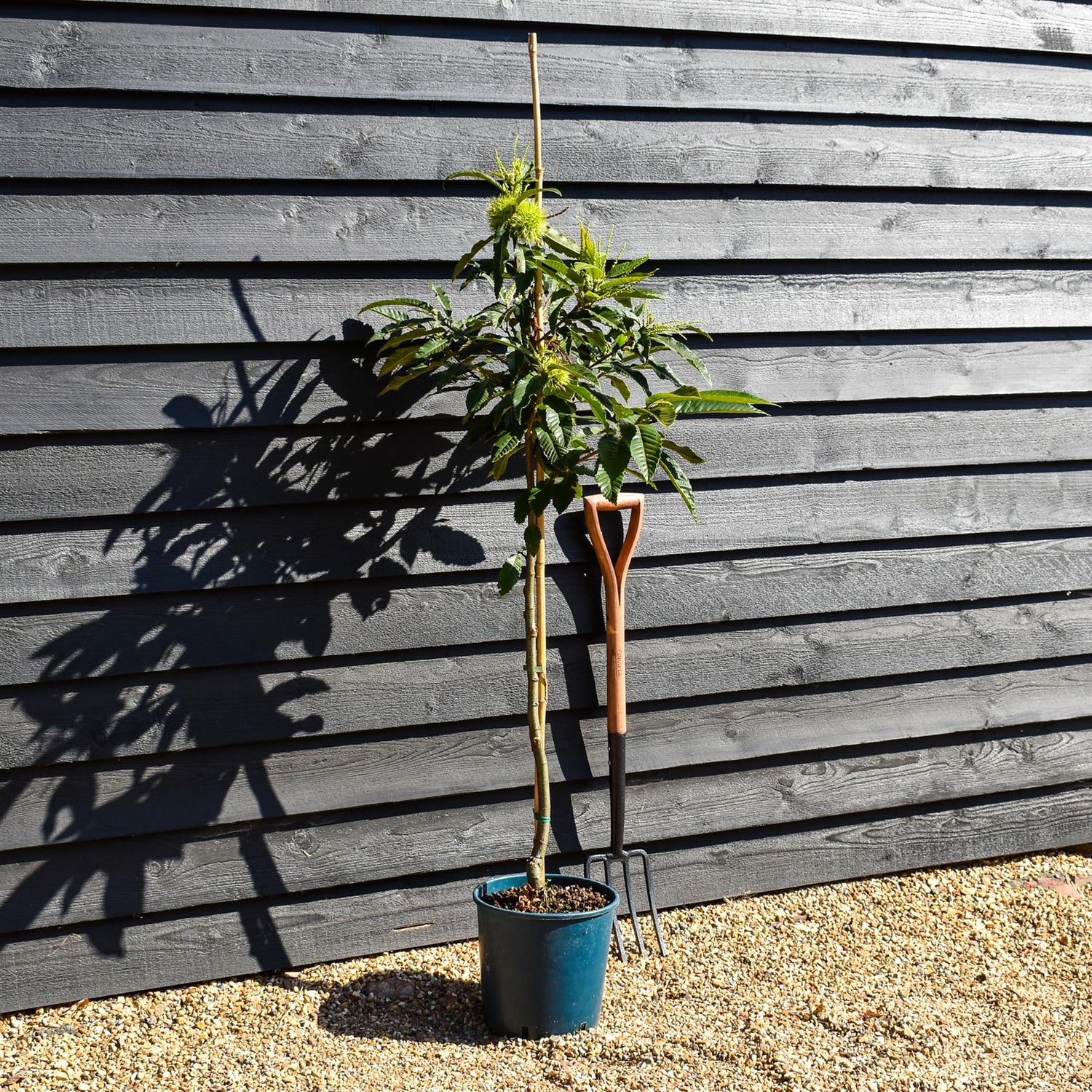 Sweet Chestnut | Castanea sativa - 100-120cm - 12lt