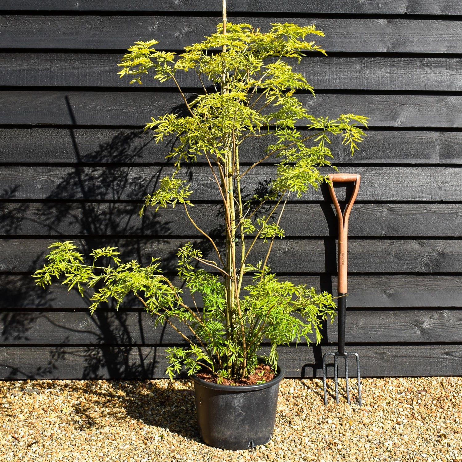 Sambucus Golden Tower - 180-220cm, 20lt